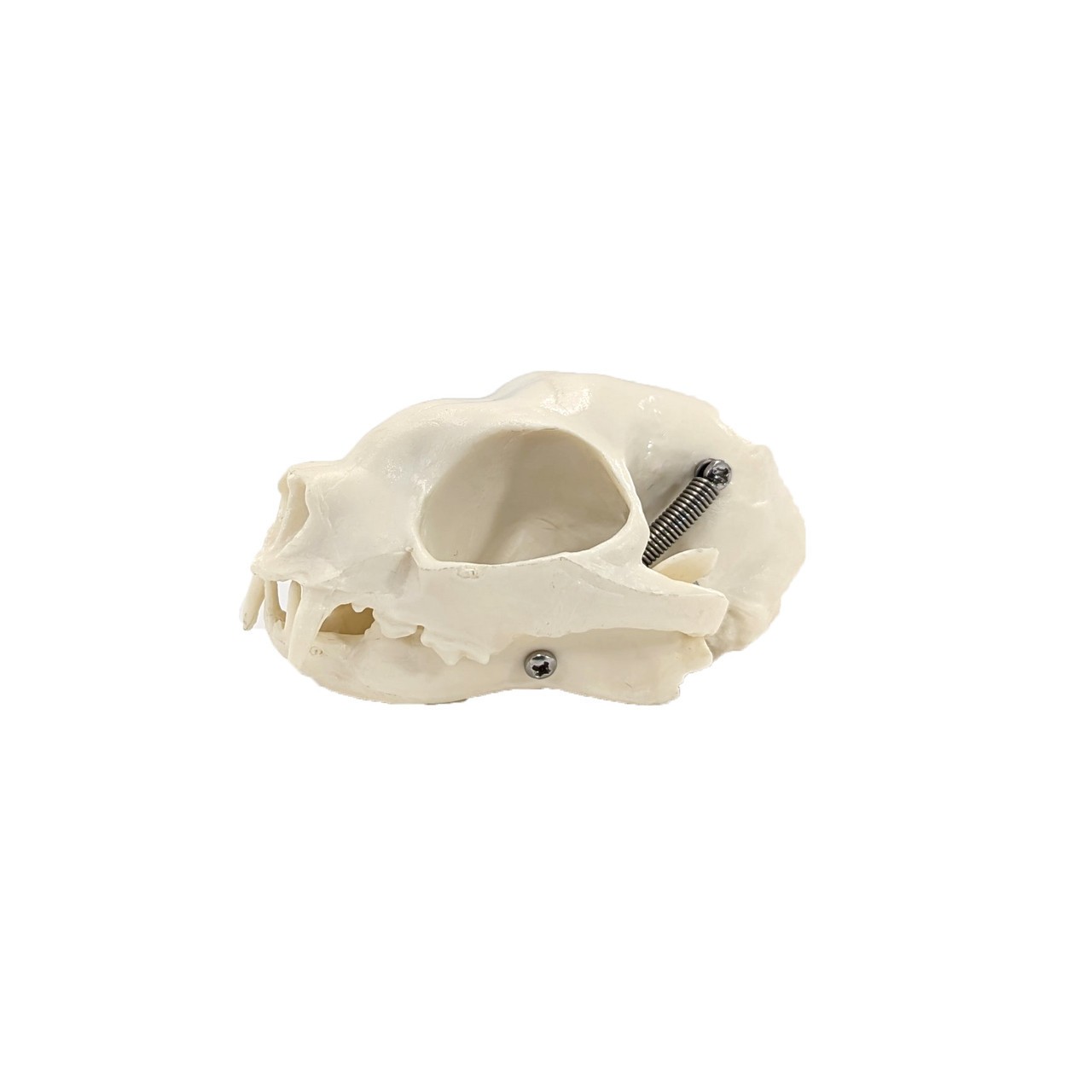 Axis Scientific Cat Skull Anatomy Model, Natural Size, Articulated