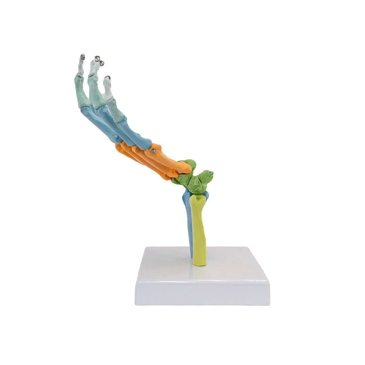 Axis Scientific Didactic Hand Skeleton Including Ulna and Radius, Right