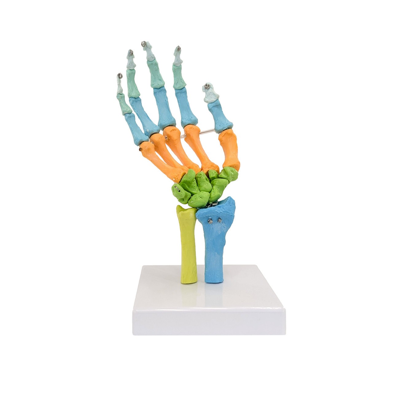 Axis Scientific Didactic Hand Skeleton Including Ulna and Radius, Right