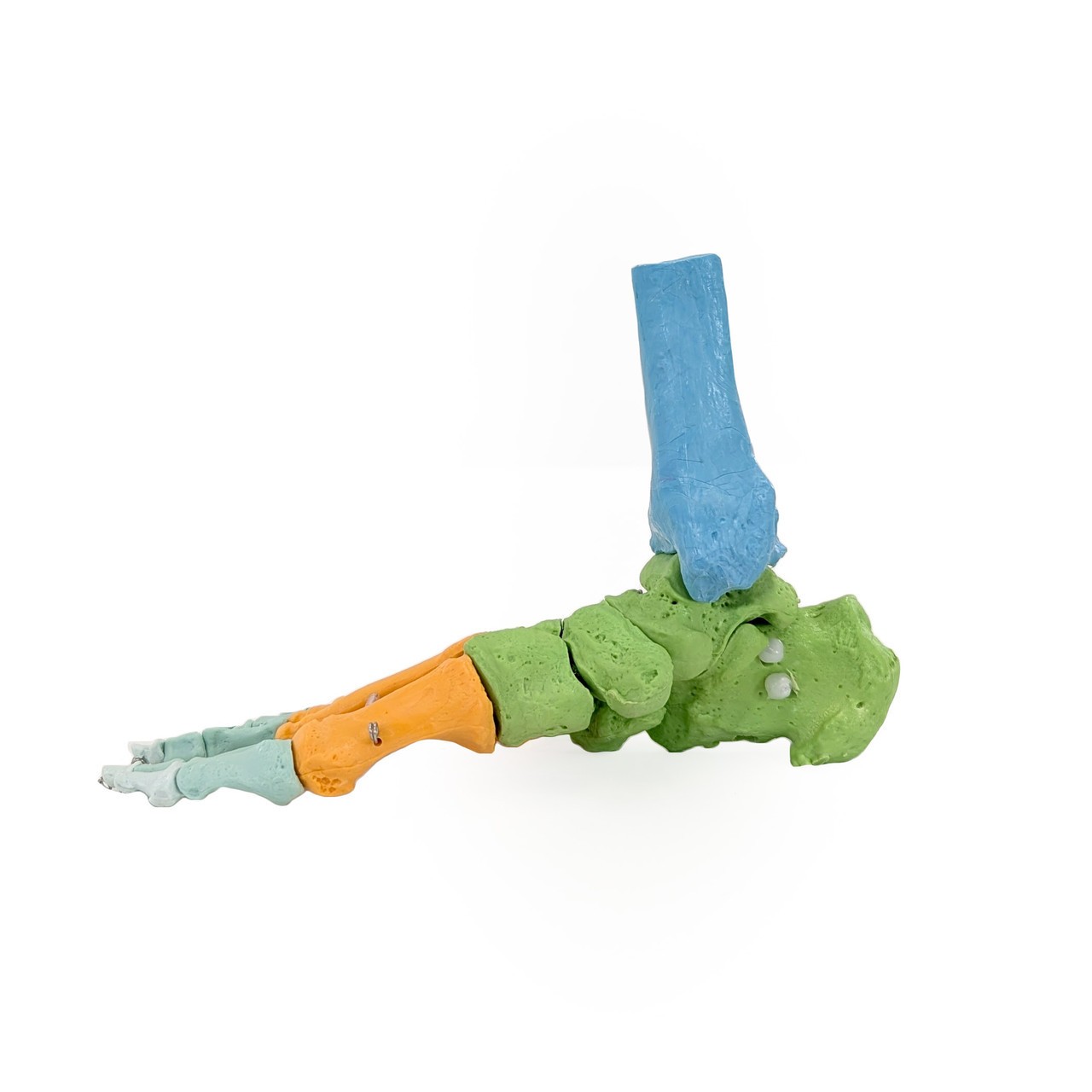 Axis Scientific Didactic Foot Skeleton With Ankle