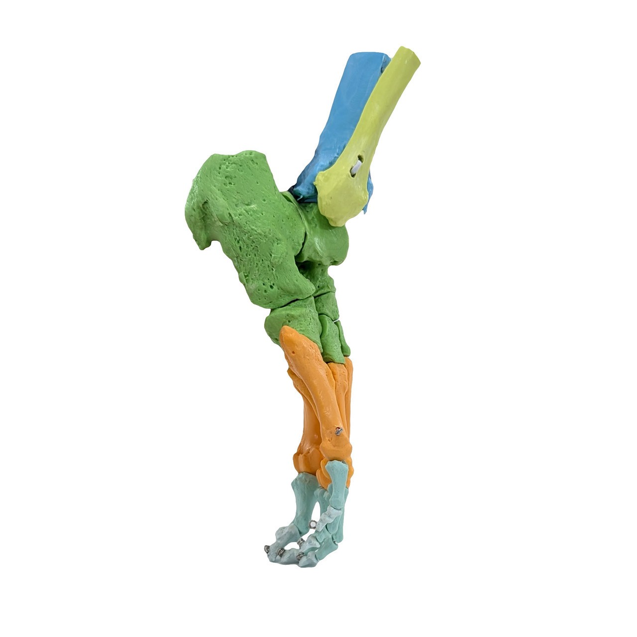 Axis Scientific Didactic Foot Skeleton With Ankle