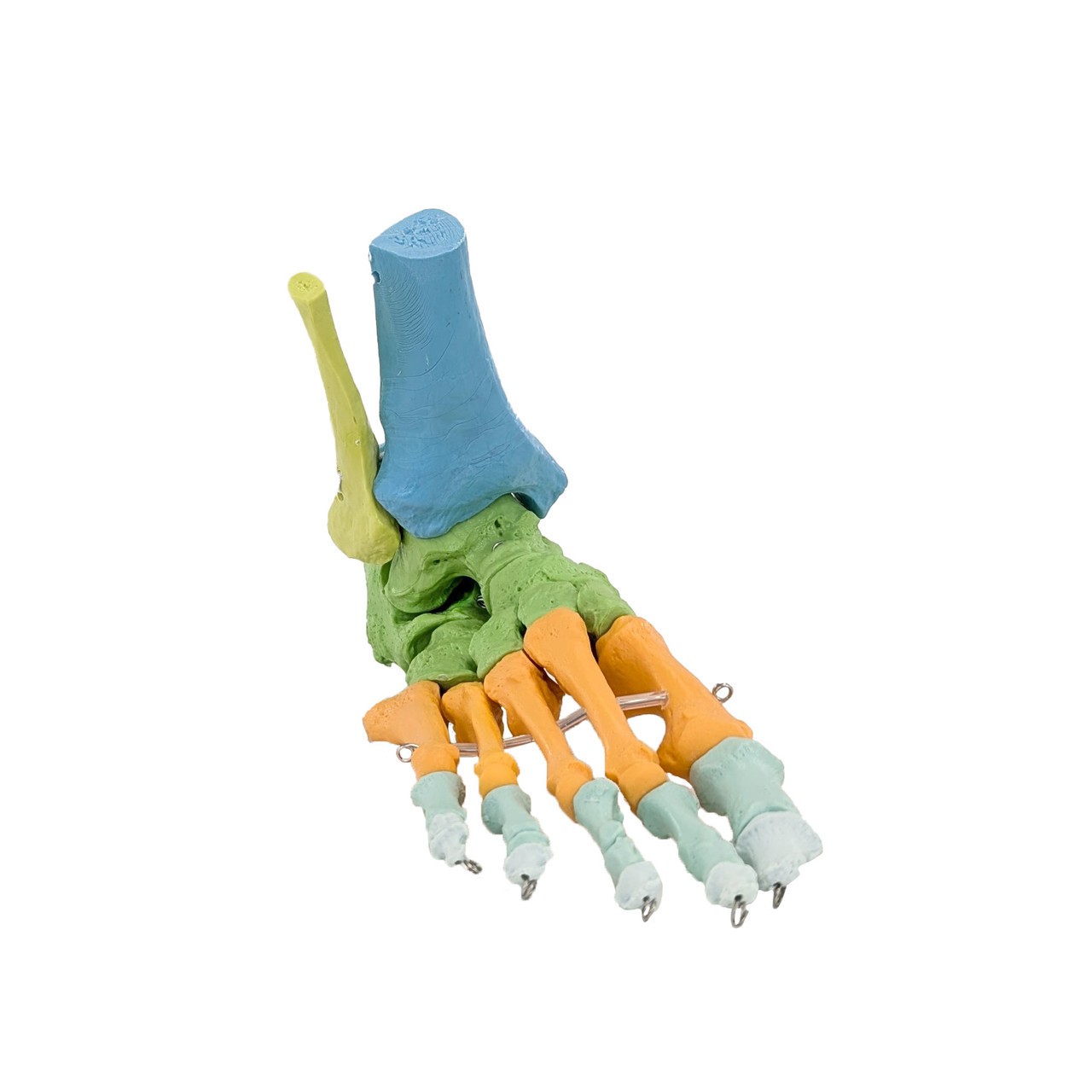 Axis Scientific Didactic Foot Skeleton With Ankle