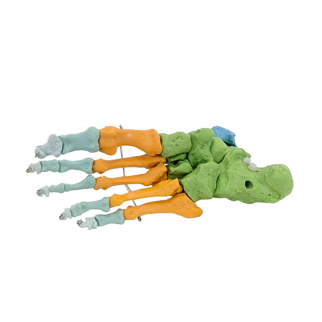 Axis Scientific Didactic Foot Skeleton With Ankle
