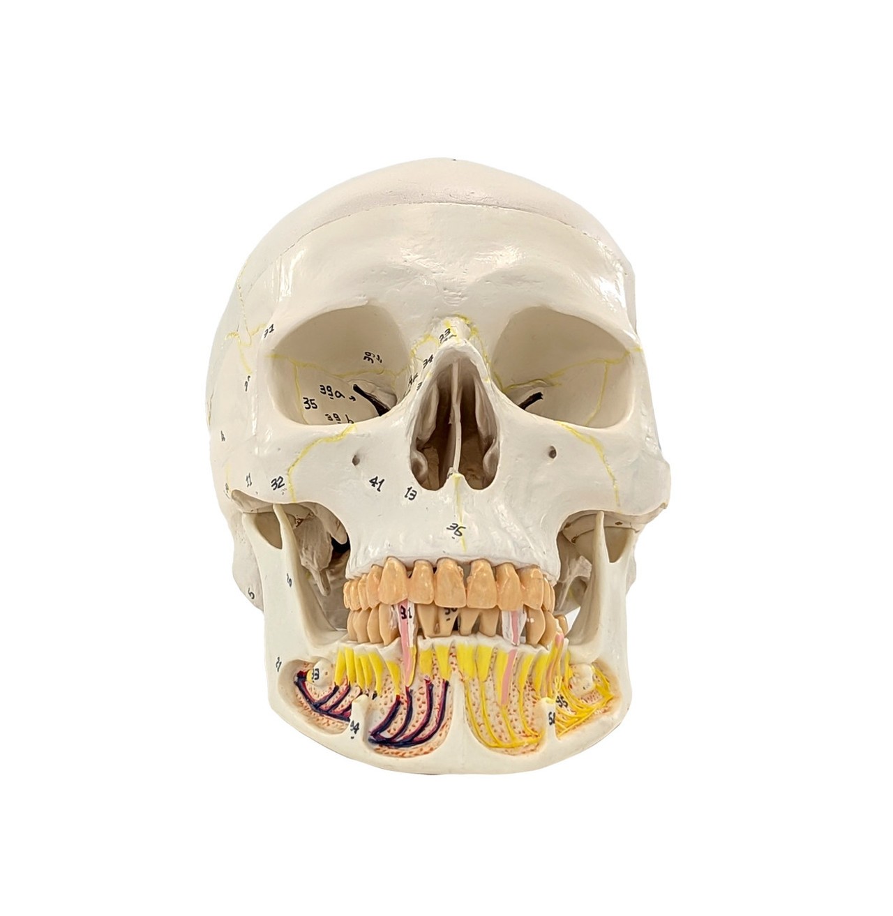 Axis Scientific Skull with Exposed Mandible, 3-Parts, Numbered, Life-Sized