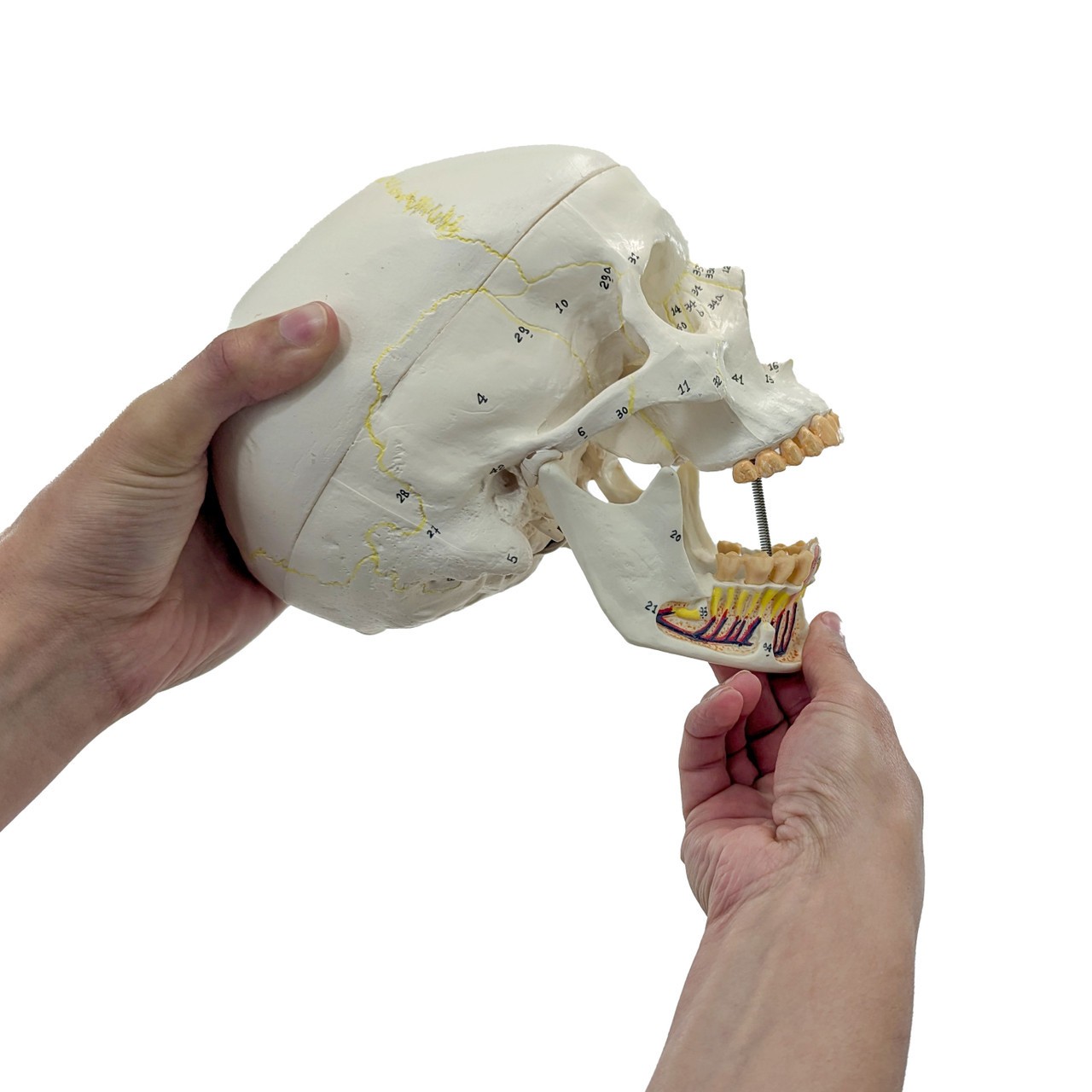 Axis Scientific Skull with Exposed Mandible, 3-Parts, Numbered, Life-Sized