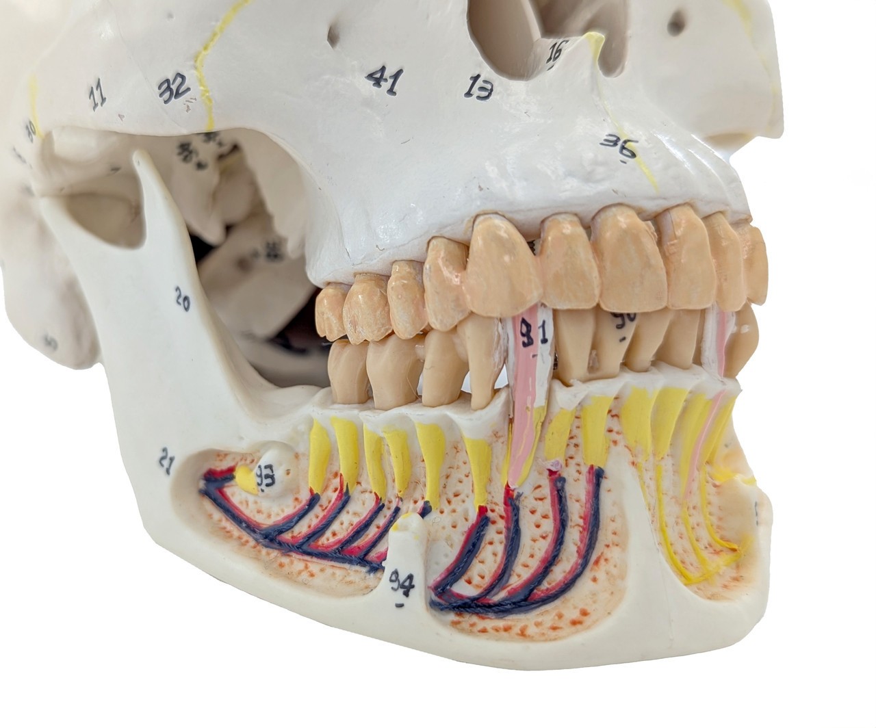 Axis Scientific Skull with Exposed Mandible, 3-Parts, Numbered, Life-Sized