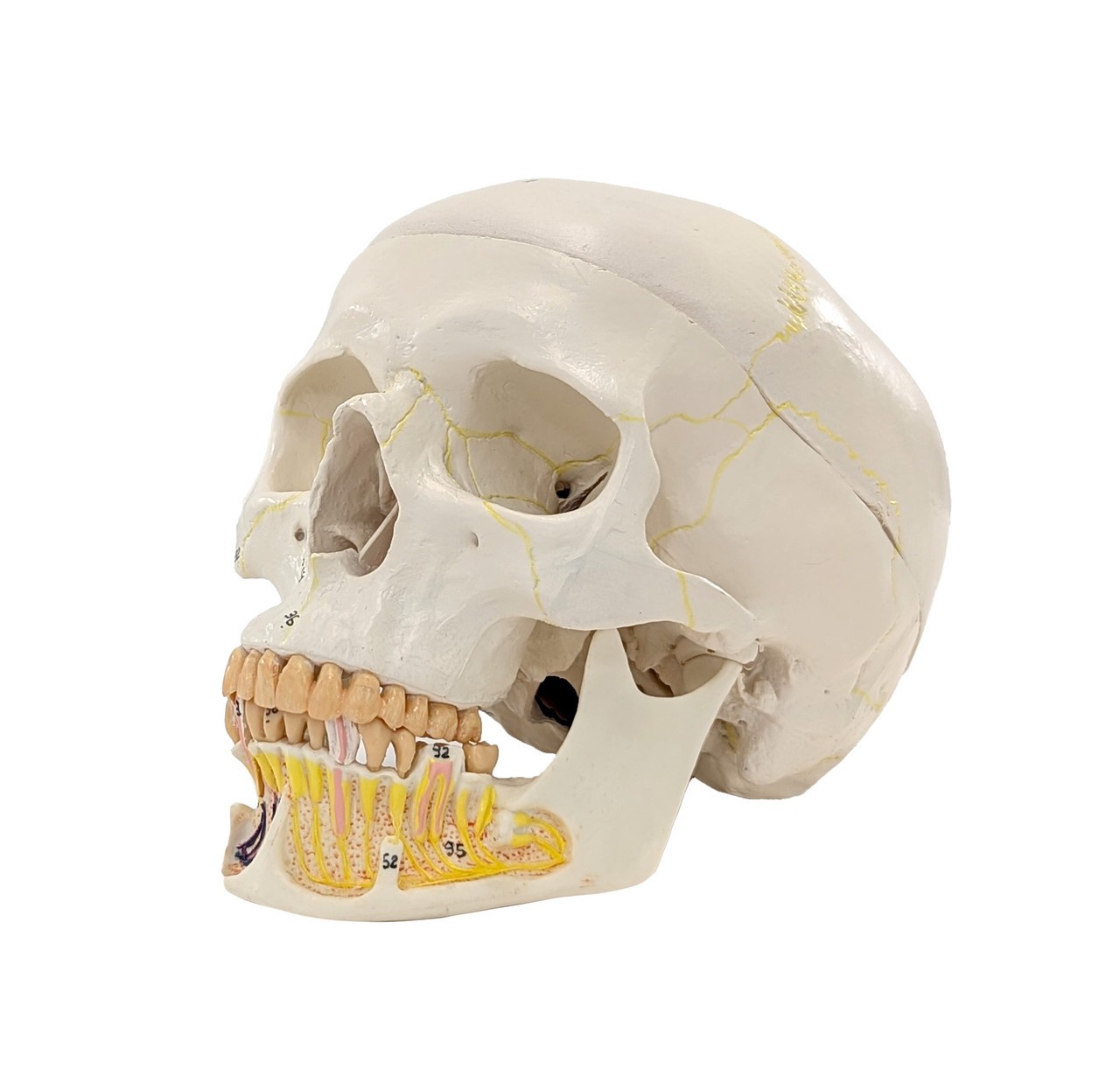 Axis Scientific Skull with Exposed Mandible, 3-Parts, Numbered, Life-Sized