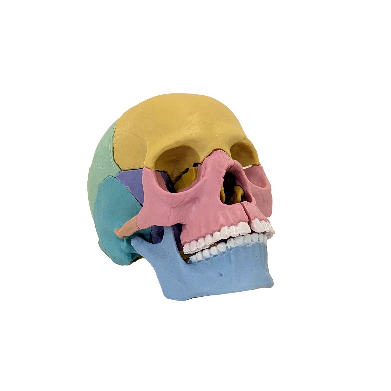 Axis Scientific Didactic Mini Skull Anatomy Model, 15 Parts