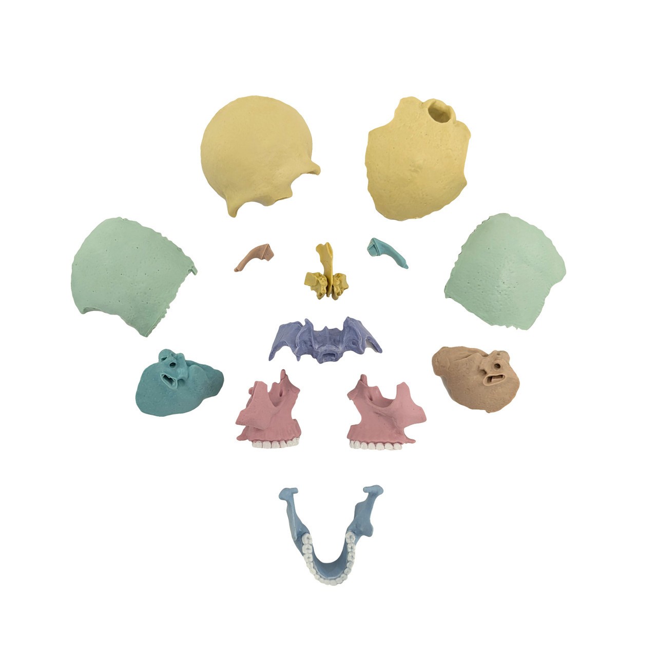 Axis Scientific Didactic Mini Skull Anatomy Model, 15 Parts