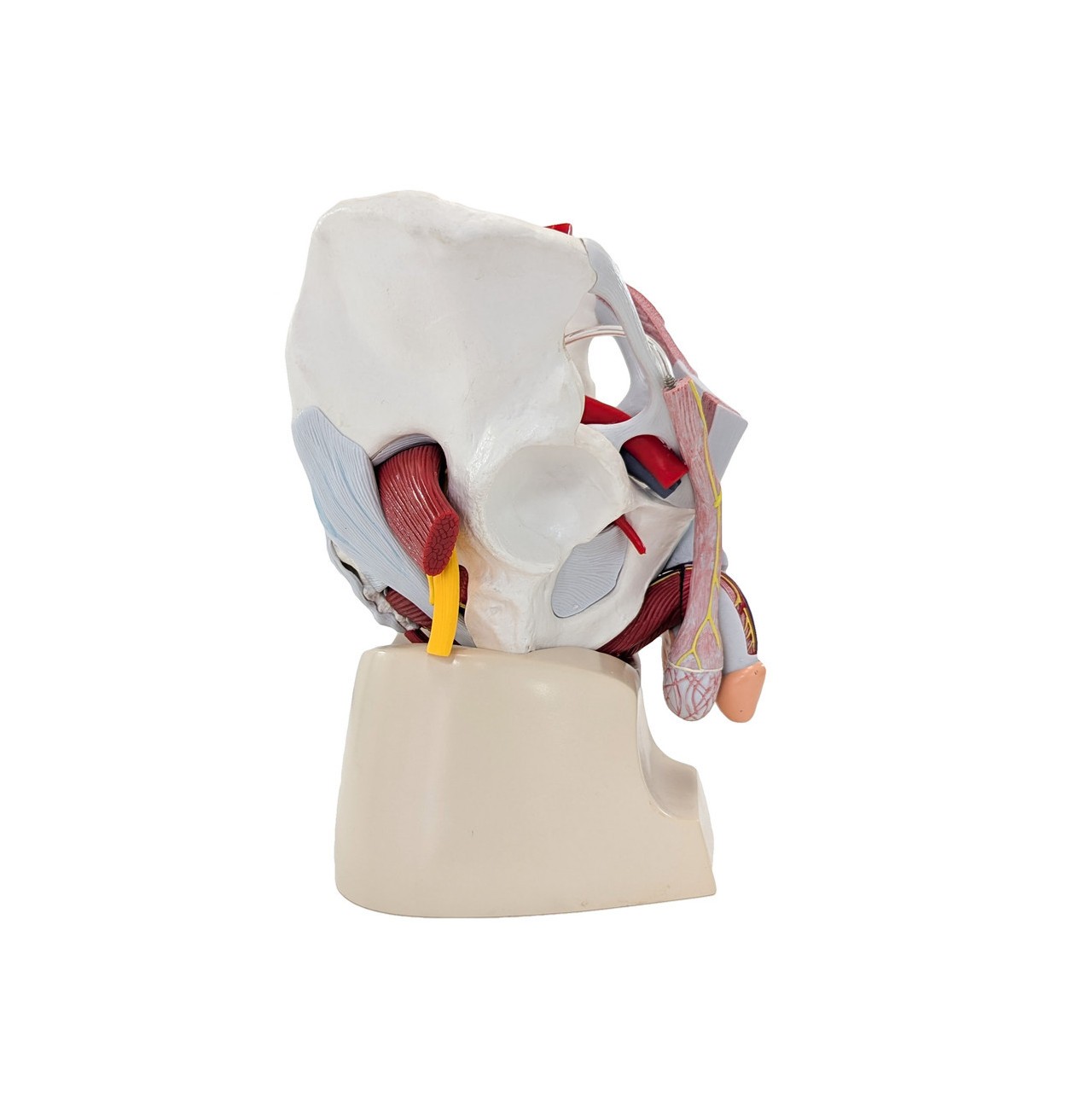 Axis Scientific Male Pelvis with Organs and Musculature, 6-Parts