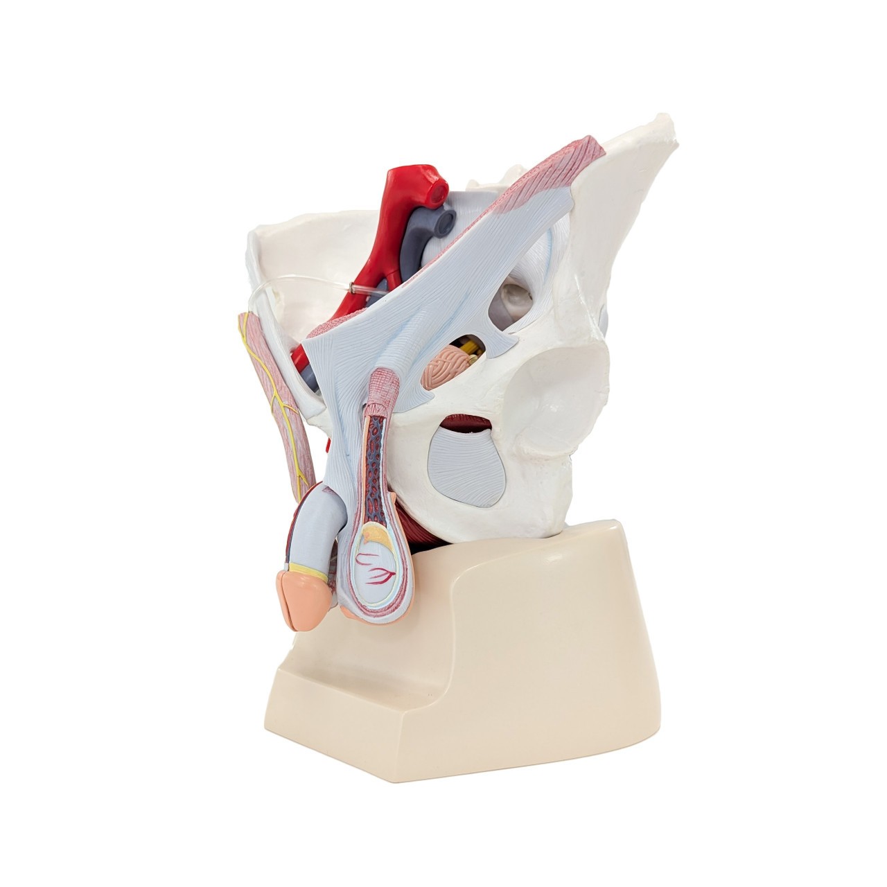 Axis Scientific Male Pelvis with Organs and Musculature, 6-Parts