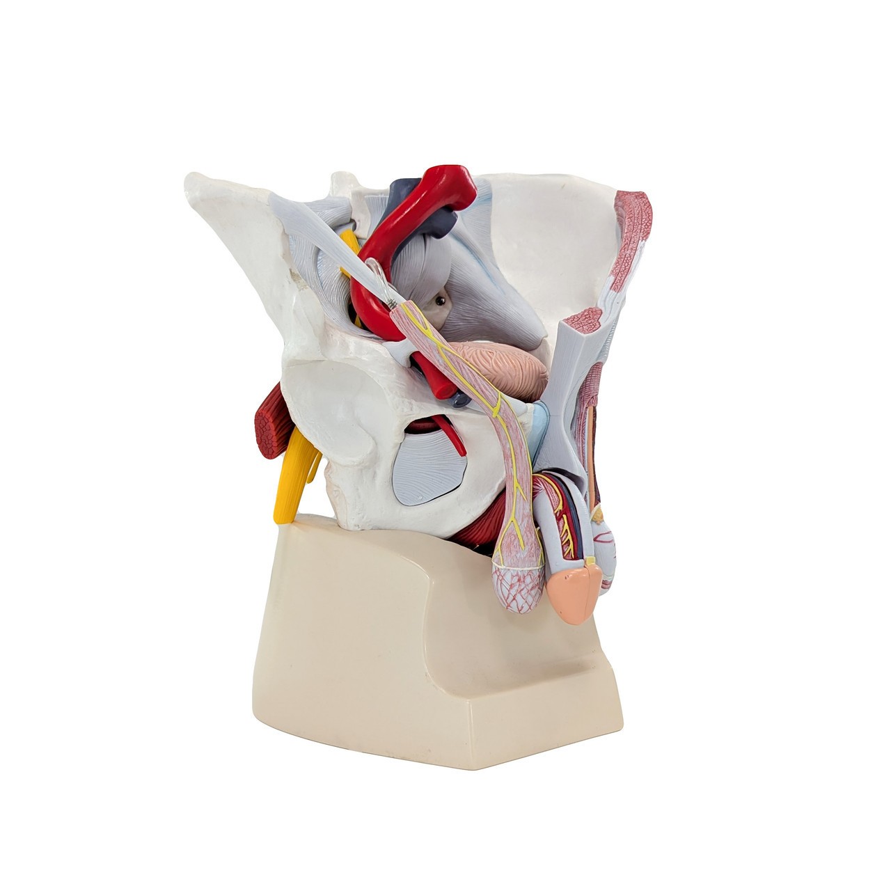 Axis Scientific Male Pelvis with Organs and Musculature, 6-Parts