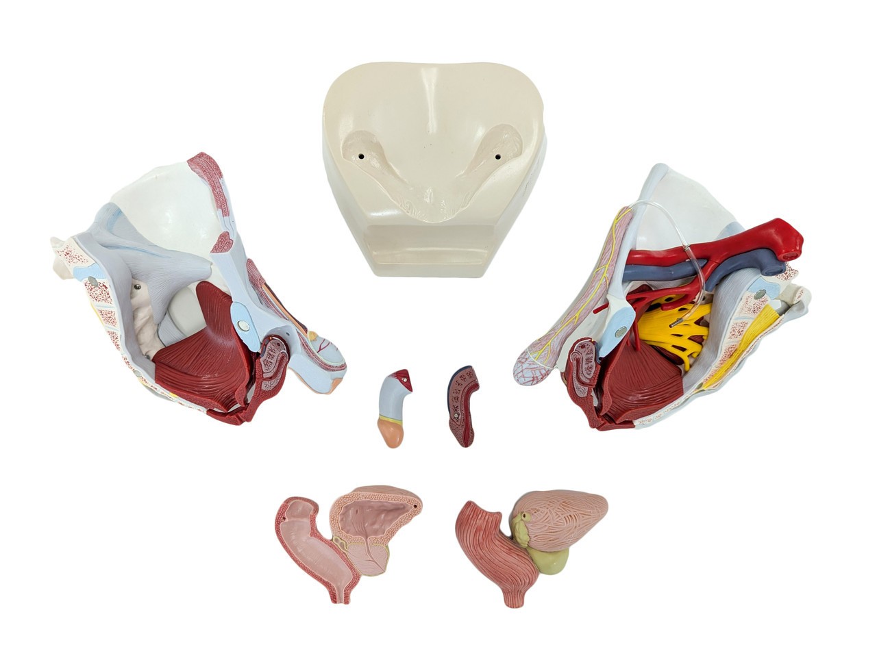 Axis Scientific Male Pelvis with Organs and Musculature, 6-Parts
