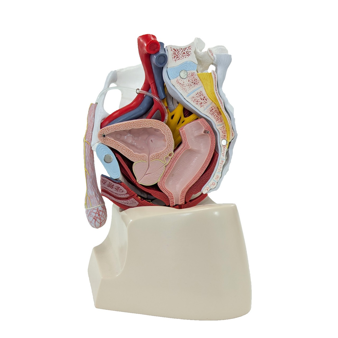 Axis Scientific Male Pelvis with Organs and Musculature, 6-Parts