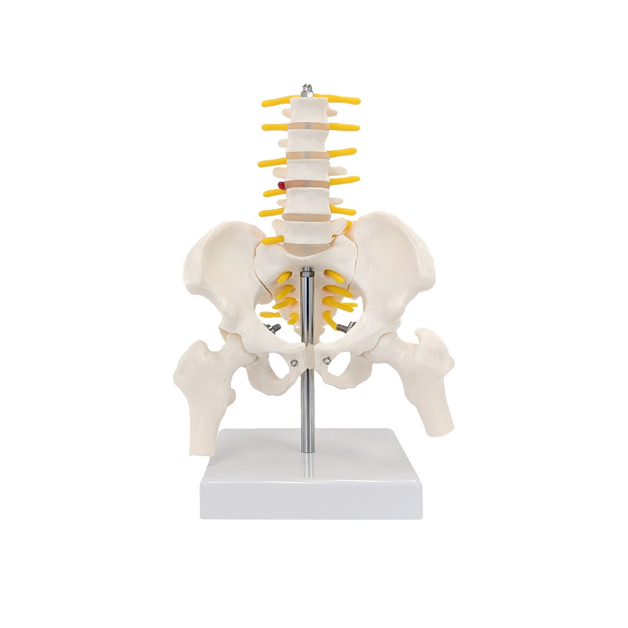 Axis Scientific Pelvis with Lumbar Vertebrae, Half Size