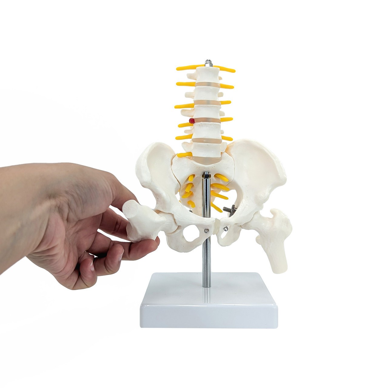 Axis Scientific Pelvis with Lumbar Vertebrae, Half Size