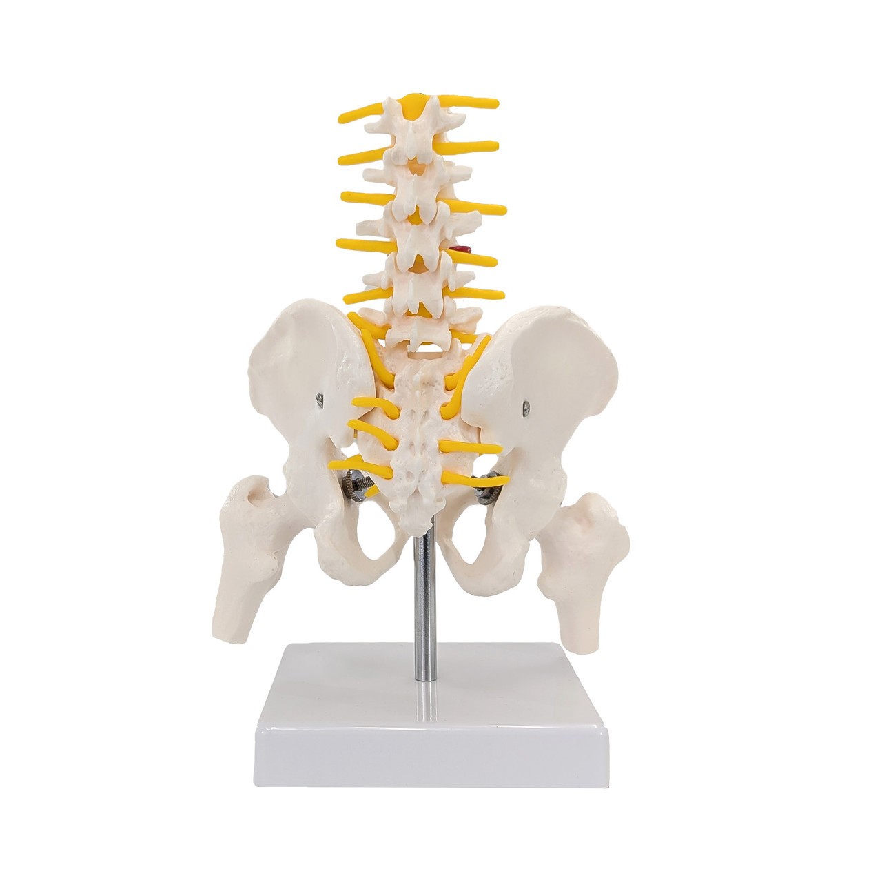 Axis Scientific Pelvis with Lumbar Vertebrae, Half Size