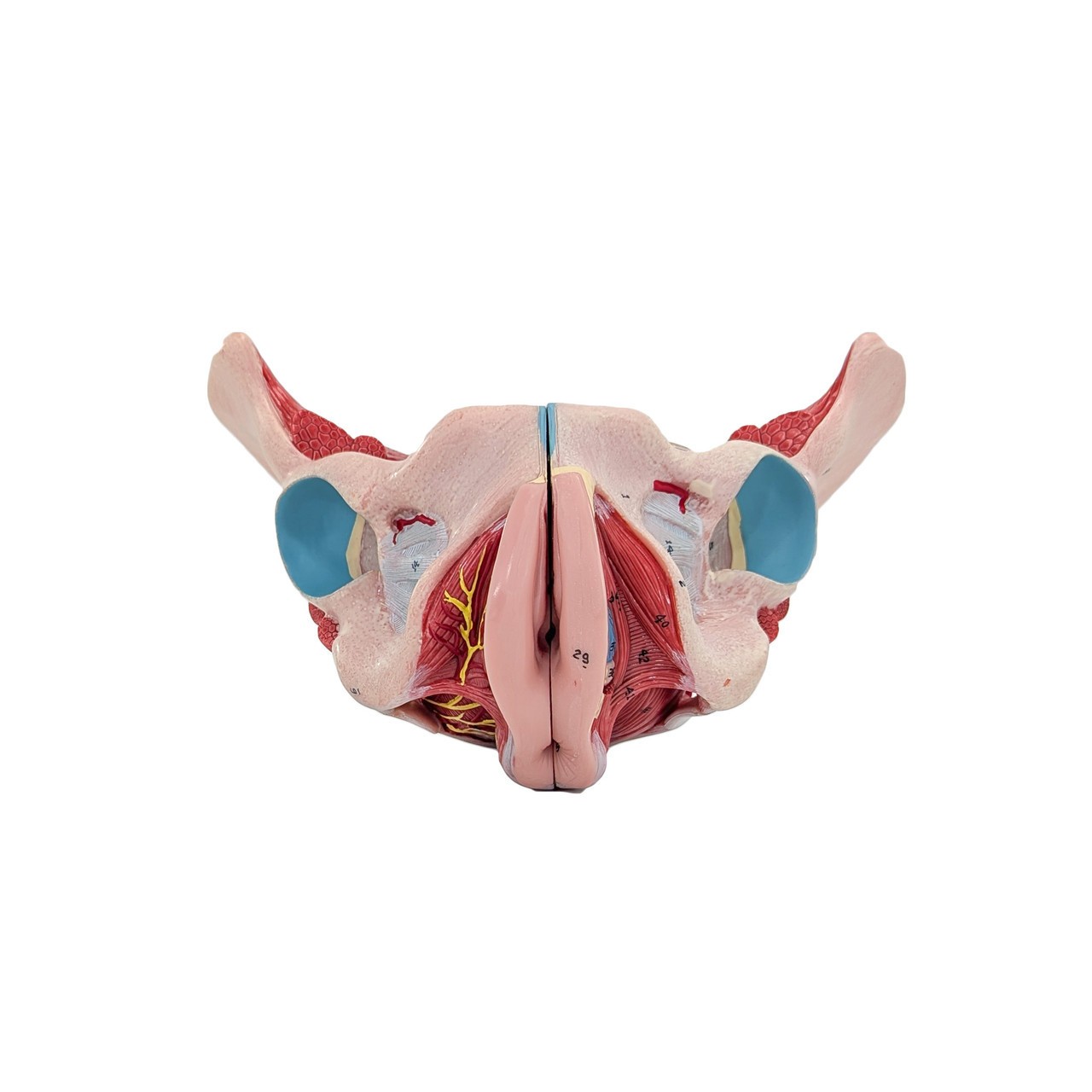 Axis Scientific Female Pelvis with Organs and Musculature, 4-Parts, Numbered