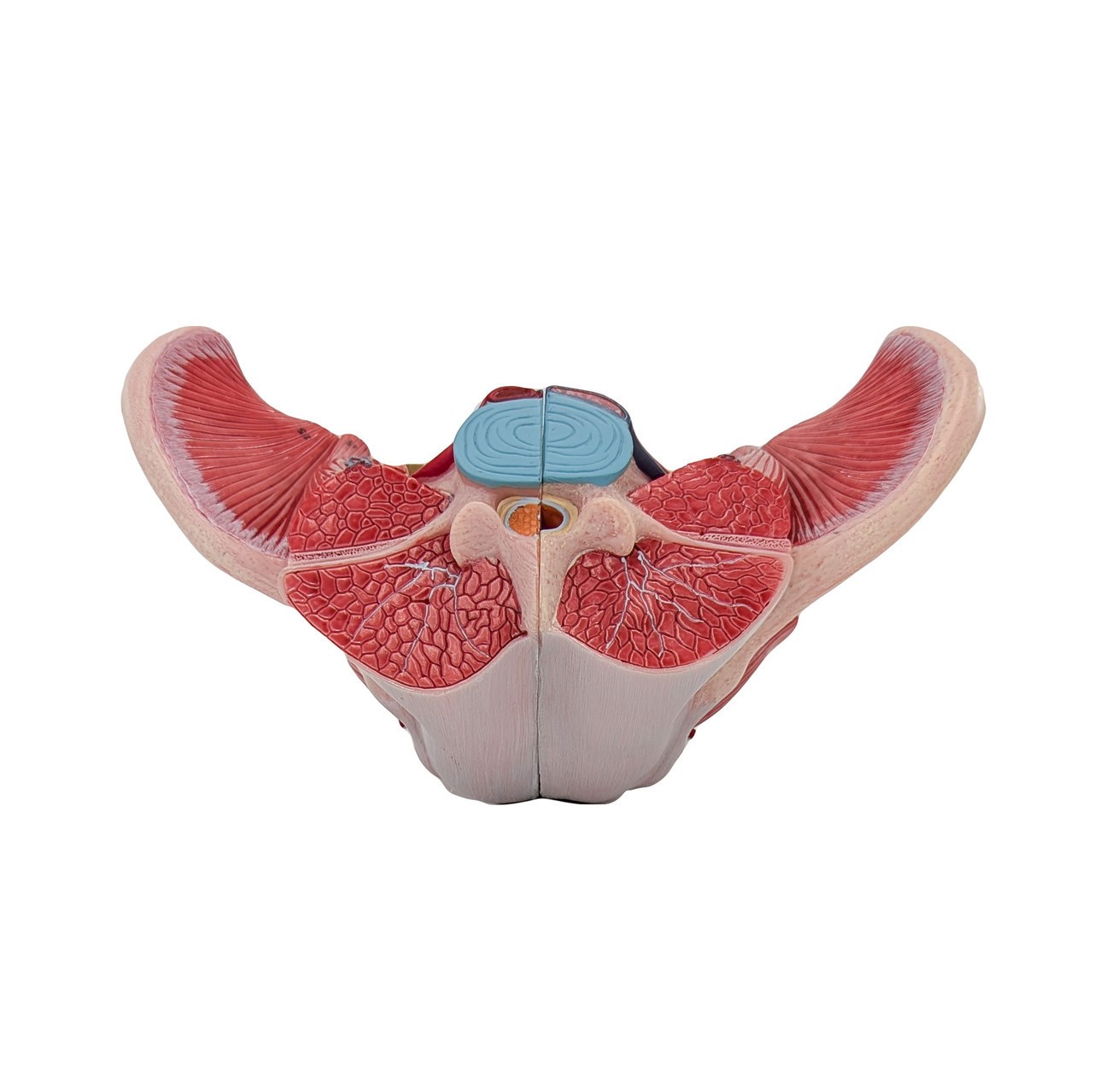 Axis Scientific Female Pelvis with Organs and Musculature, 4-Parts, Numbered