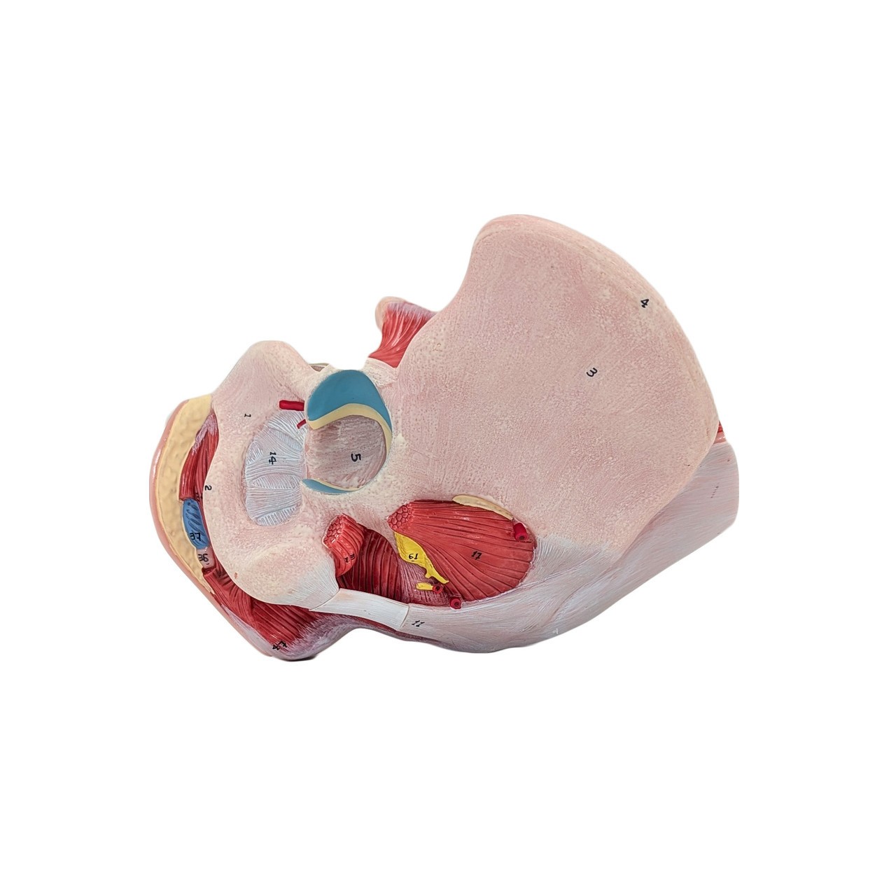 Axis Scientific Female Pelvis with Organs and Musculature, 4-Parts, Numbered