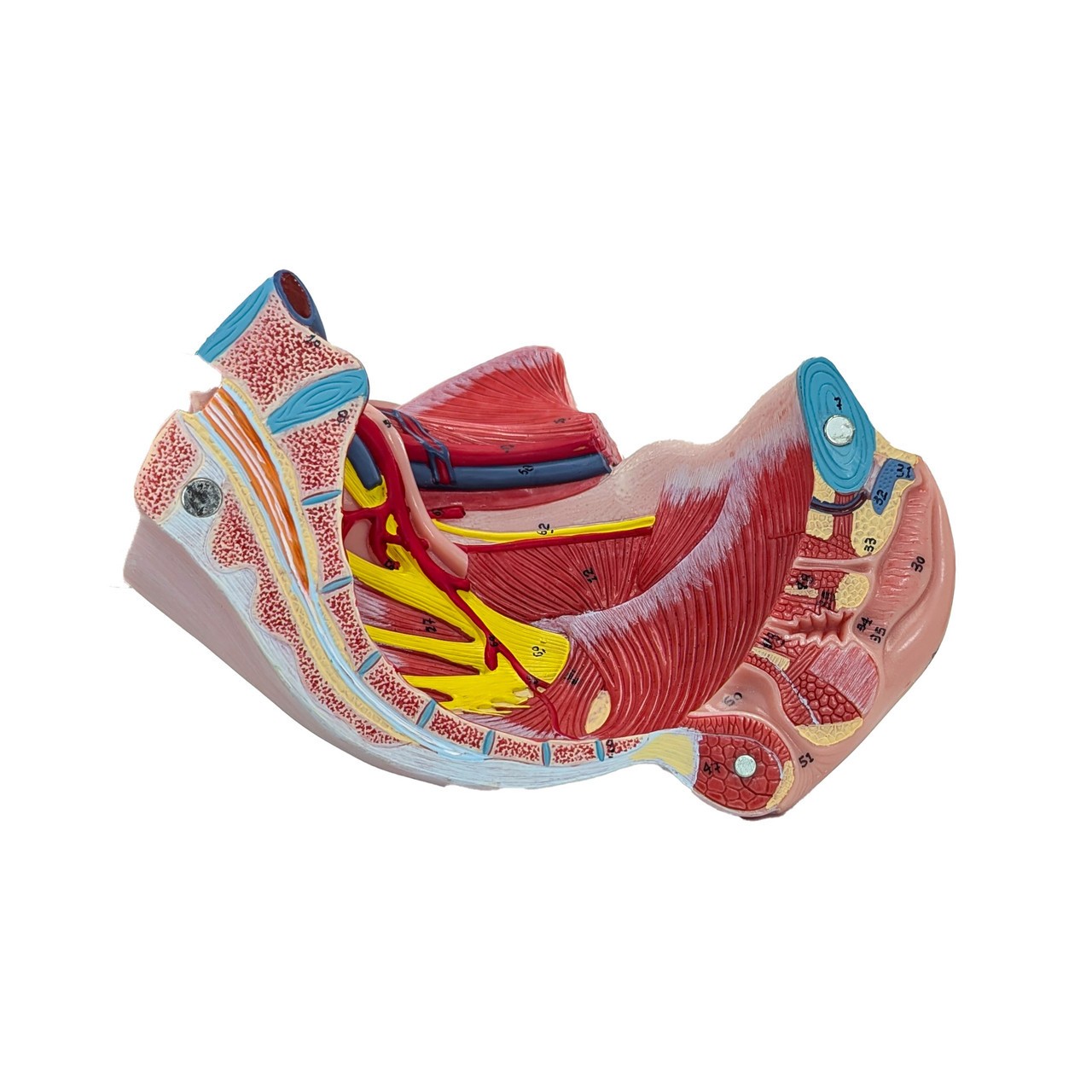 Axis Scientific Female Pelvis with Organs and Musculature, 4-Parts, Numbered
