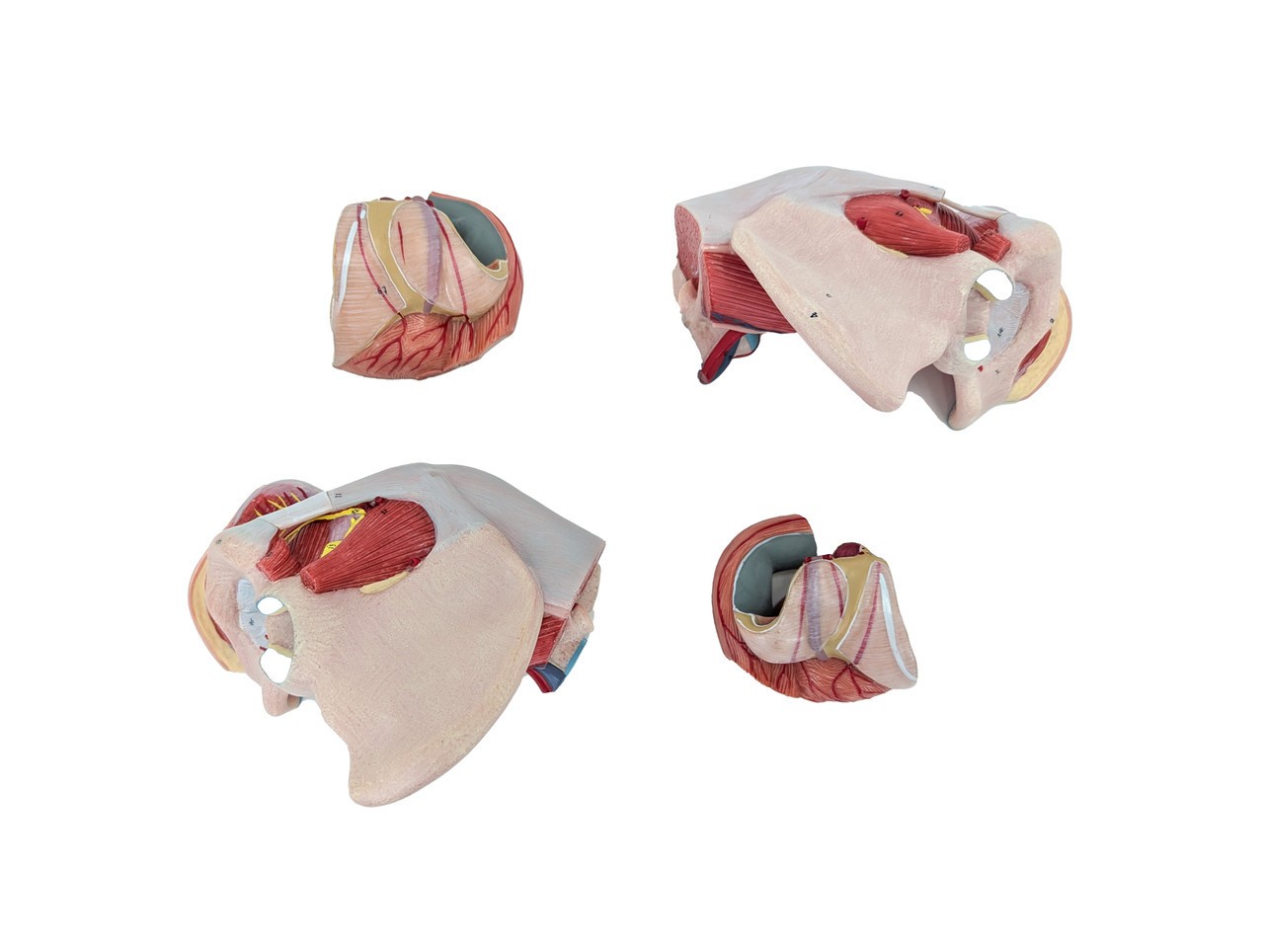 Axis Scientific Female Pelvis with Organs and Musculature, 4-Parts, Numbered