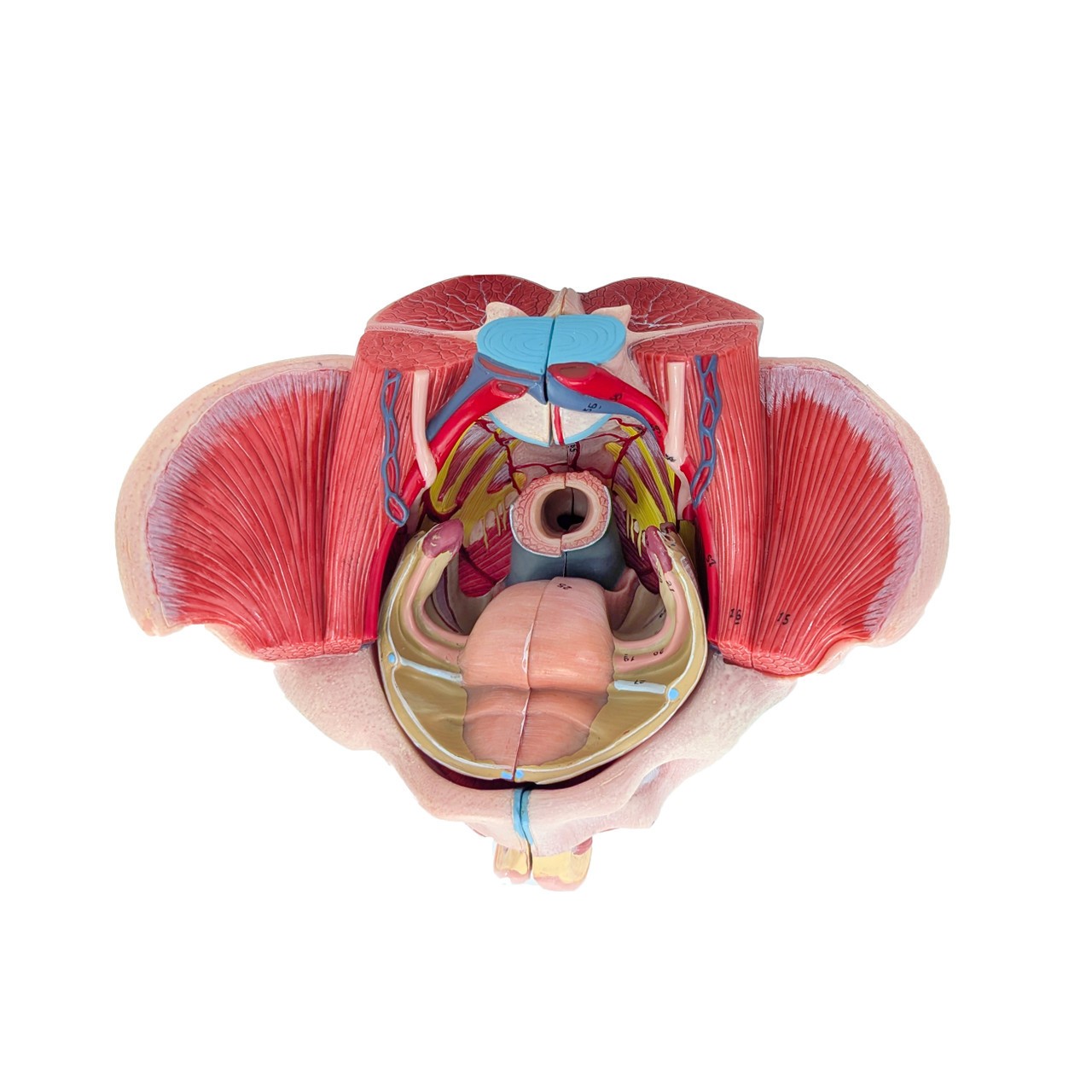 Axis Scientific Female Pelvis with Organs and Musculature, 4-Parts, Numbered