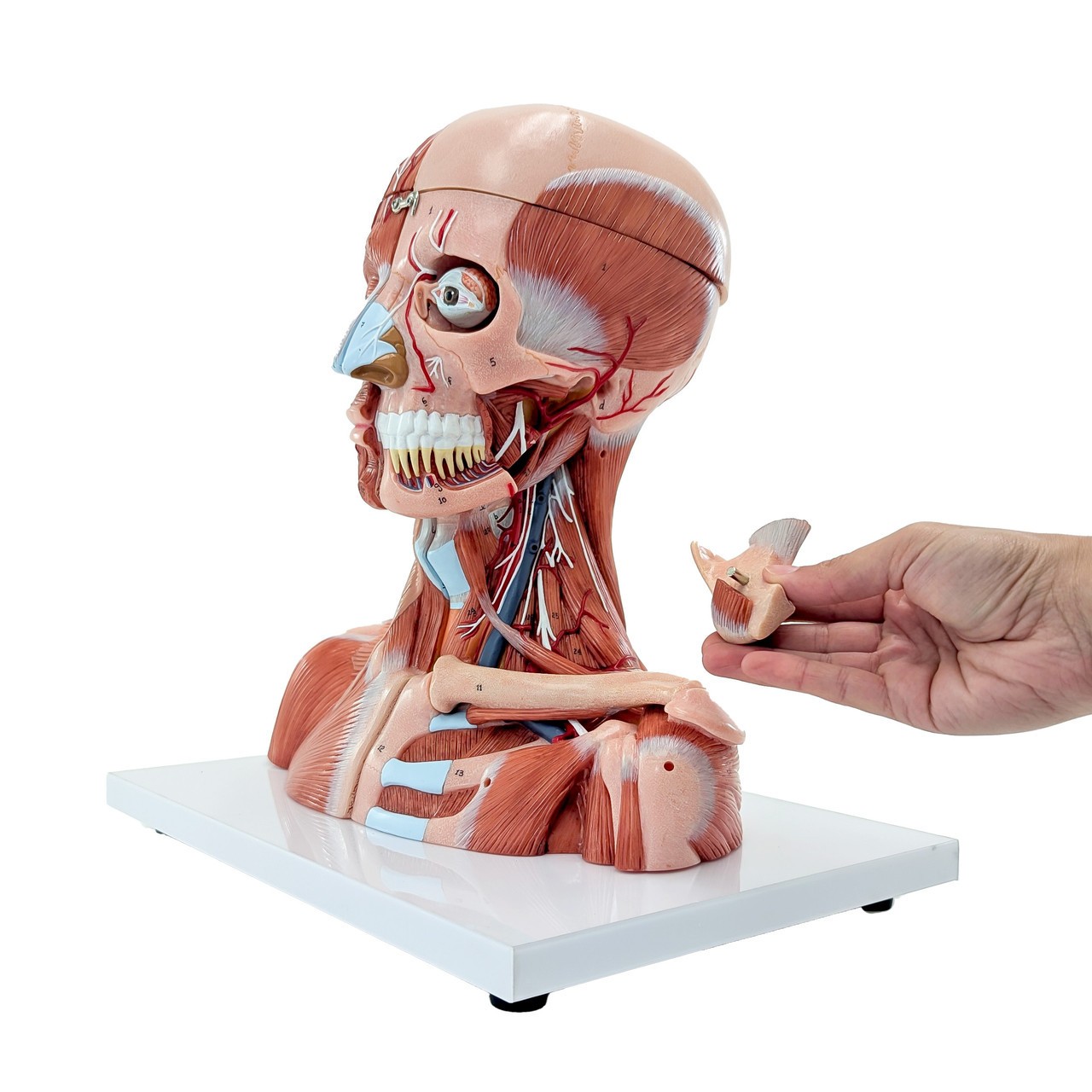 Axis Scientific Life-Size Head and Neck Anatomy Model, 19-Parts, Numbered