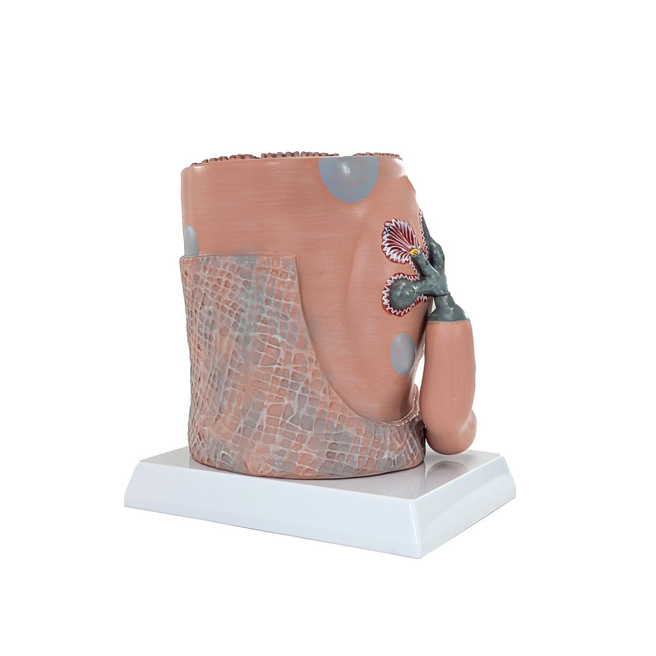 Axis Scientific Transversely Striated Muscle Fiber with Motor End-Plate, Numbered