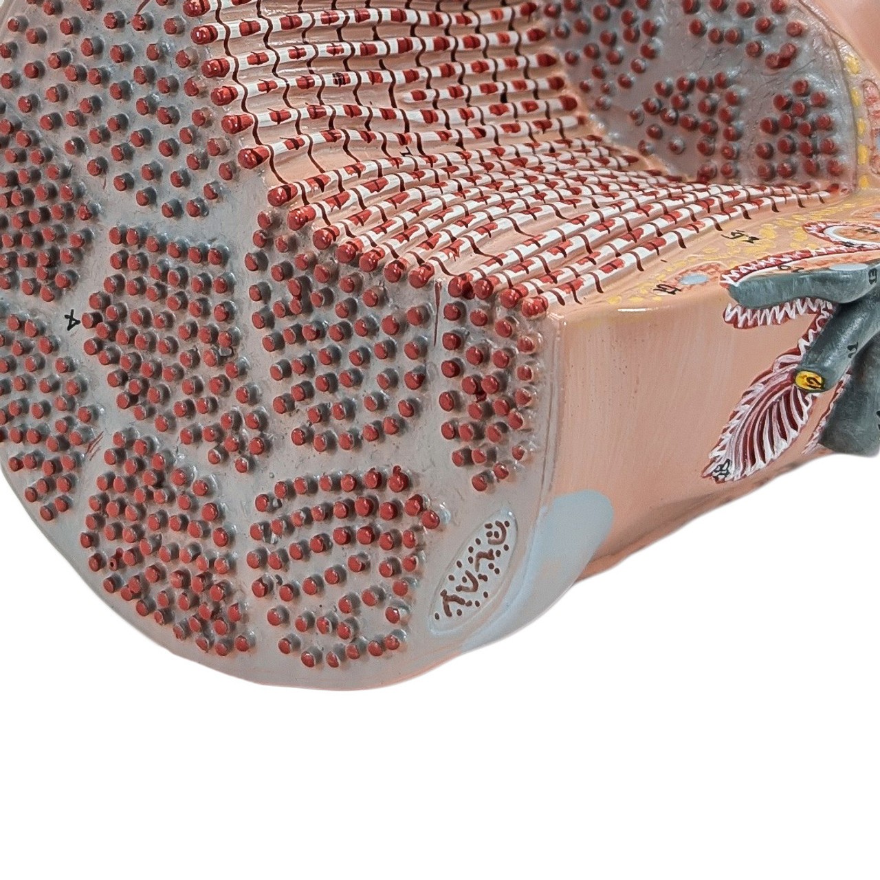 Axis Scientific Transversely Striated Muscle Fiber with Motor End-Plate, Numbered