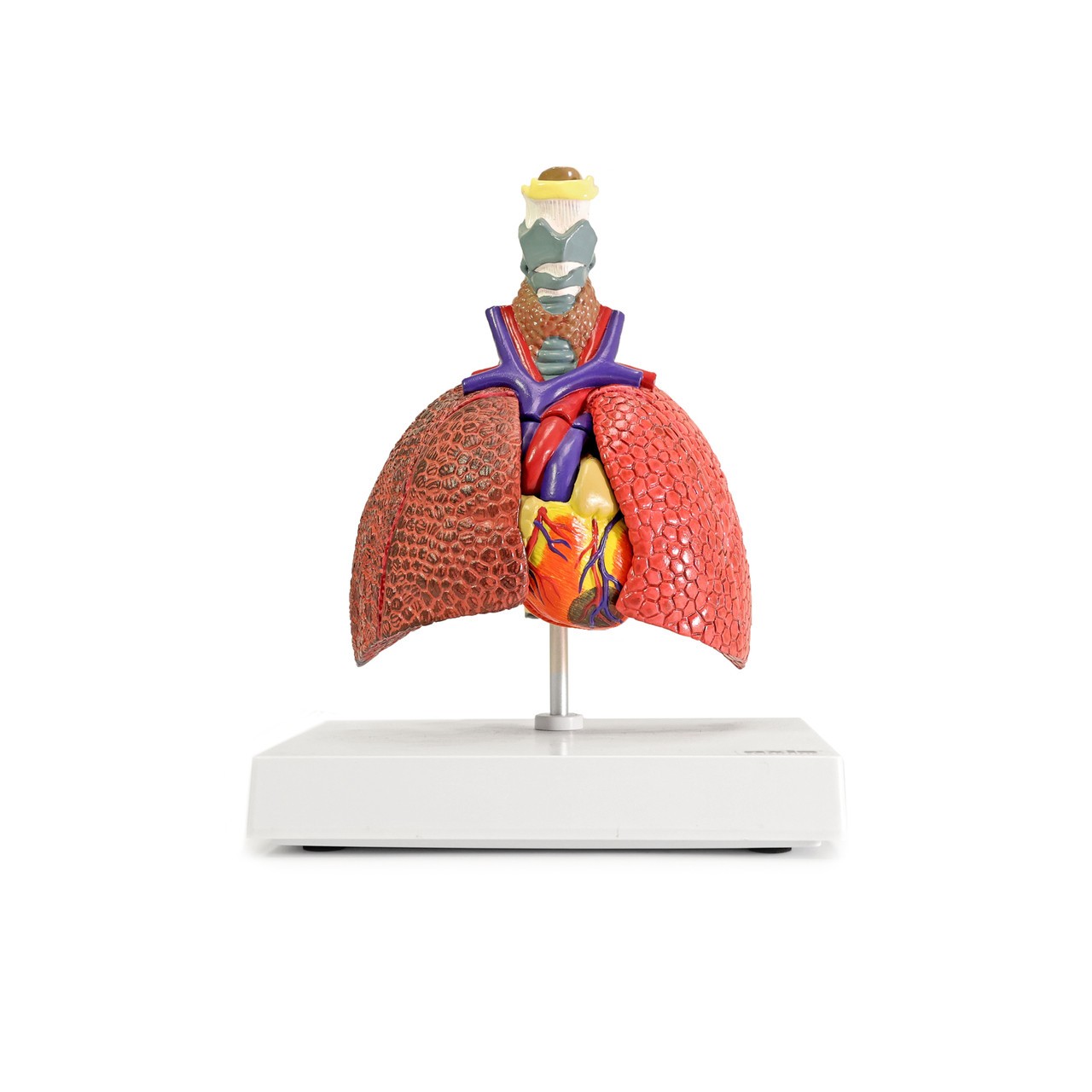 Axis Scientific Respiratory System With Pathologies, 5-Parts
