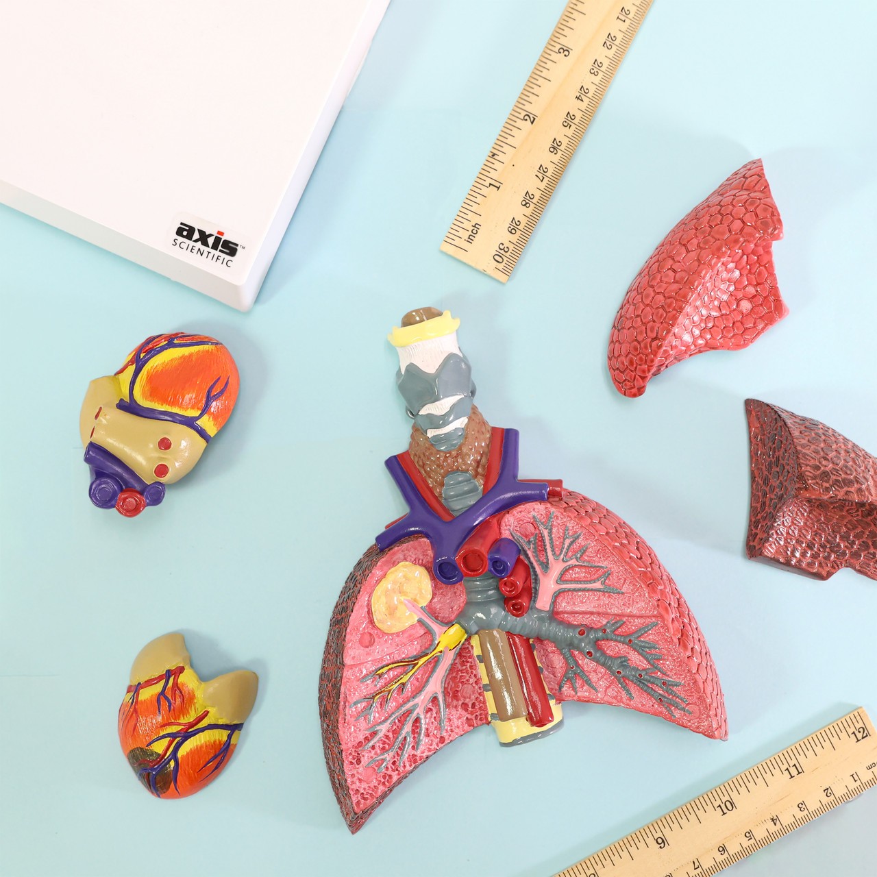 Axis Scientific Respiratory System With Pathologies, 5-Parts