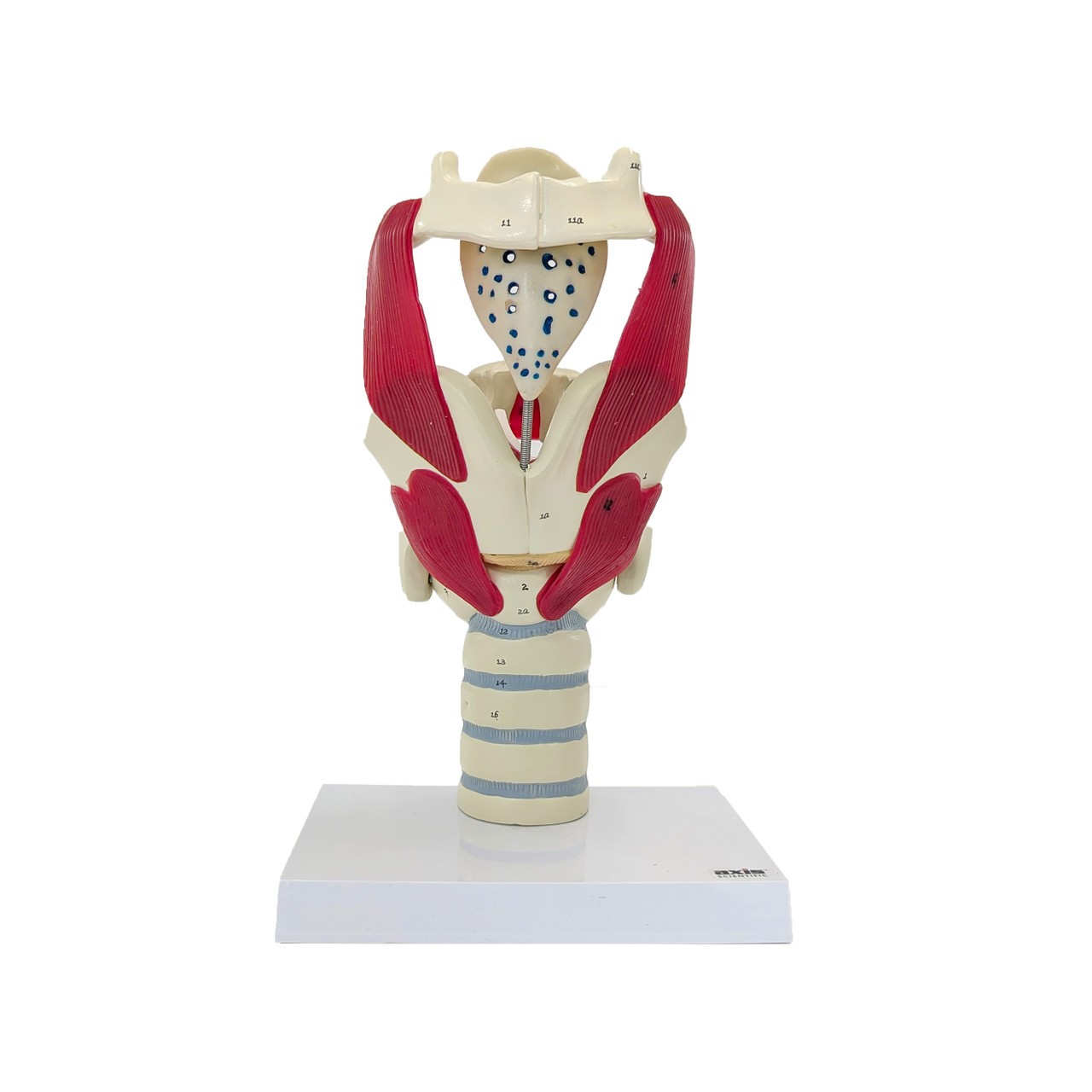 Axis Scientific Functional Model Of The Larynx, 3x Life-Size