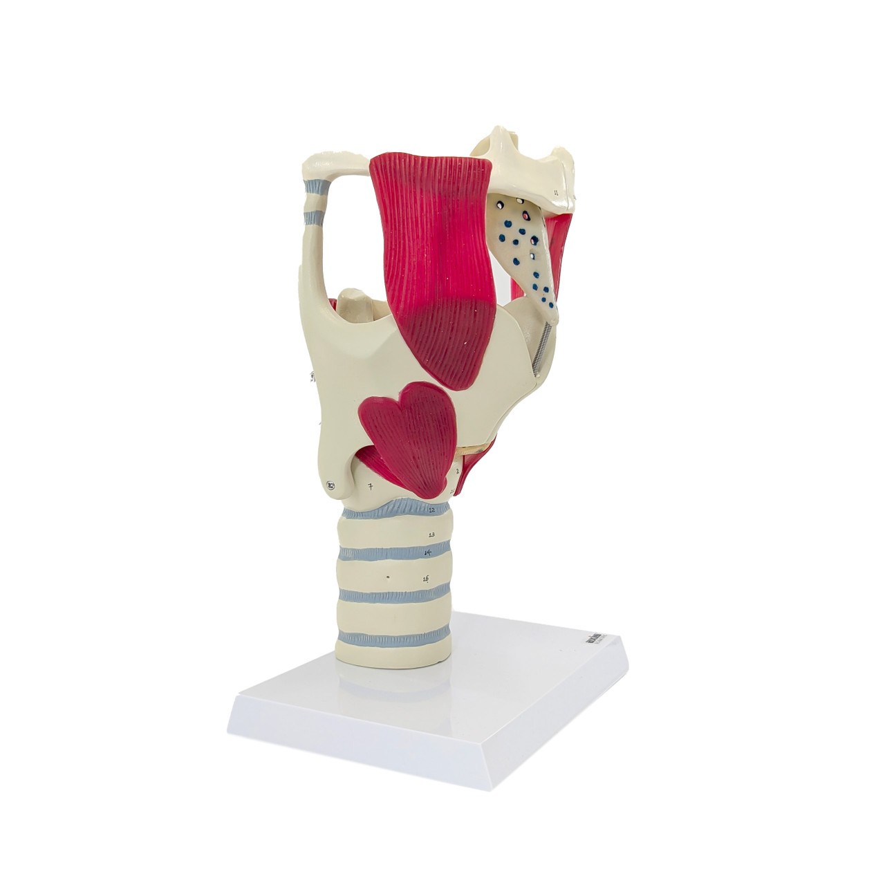 Axis Scientific Functional Model Of The Larynx, 3x Life-Size