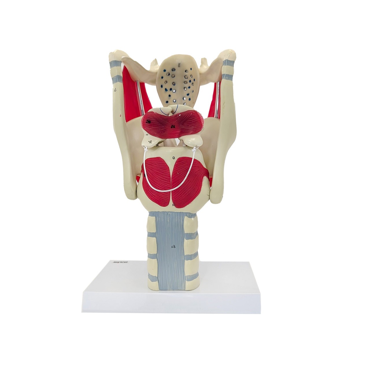 Axis Scientific Functional Model Of The Larynx, 3x Life-Size