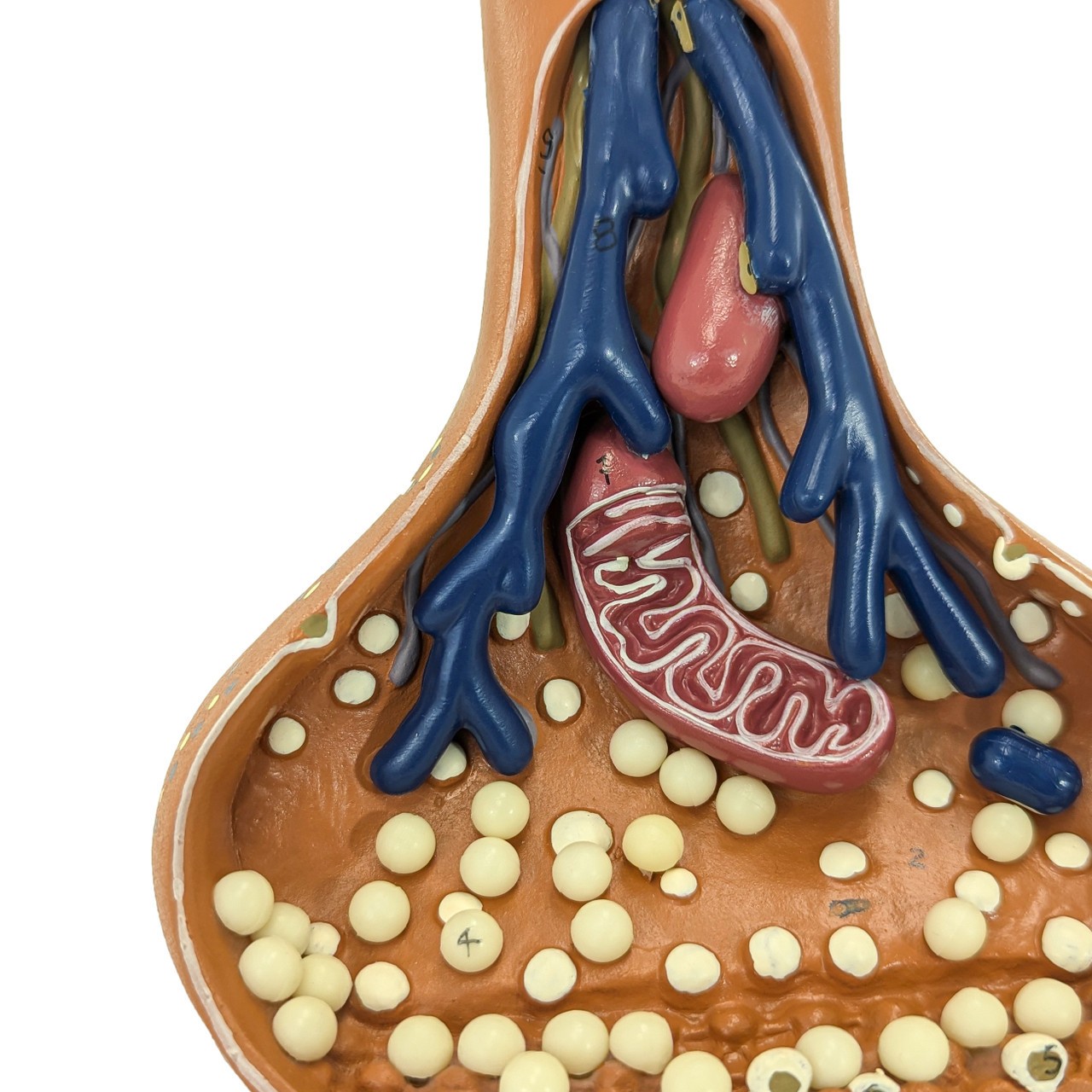 Axis Scientific Model Of A Synapse, Enlarged, Numbered