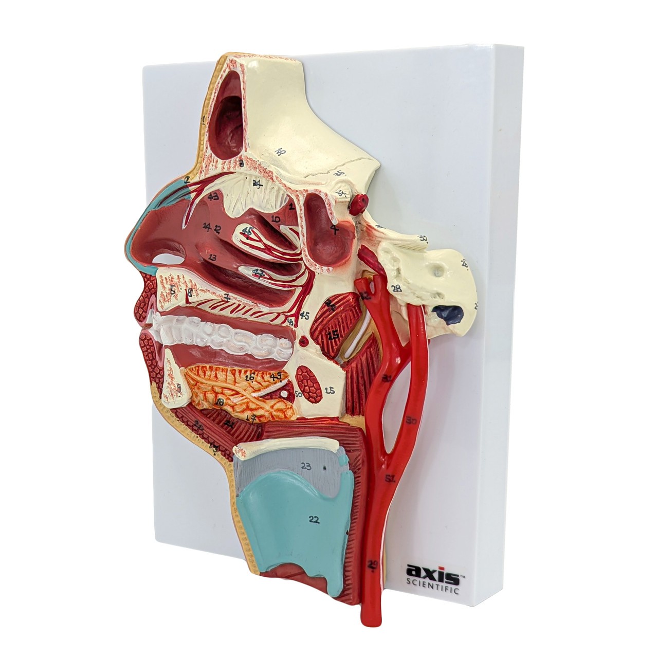 Axis Scientific Sinus and Nasal Cavity Anatomy Model, Median Section, Numbered-