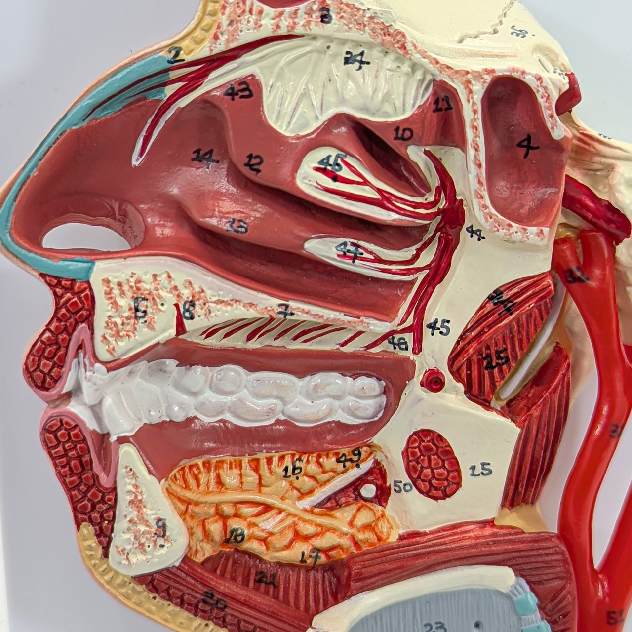 Axis Scientific Sinus and Nasal Cavity Anatomy Model, Median Section, Numbered-