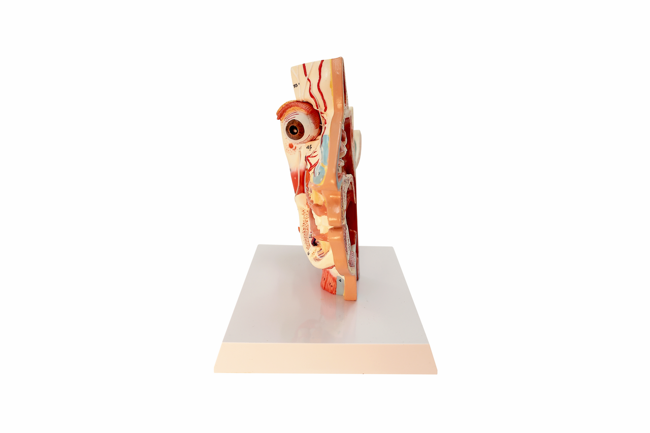 Axis Scientific Sinus and Nasal Cavity Anatomy Model, Median Section, Numbered-