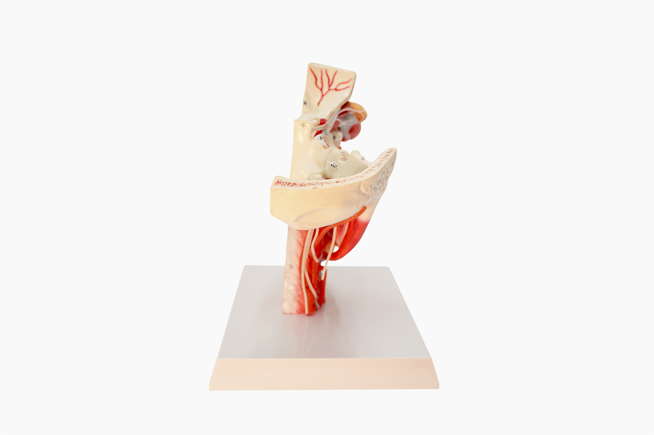 Axis Scientific Sinus and Nasal Cavity Anatomy Model, Median Section, Numbered-