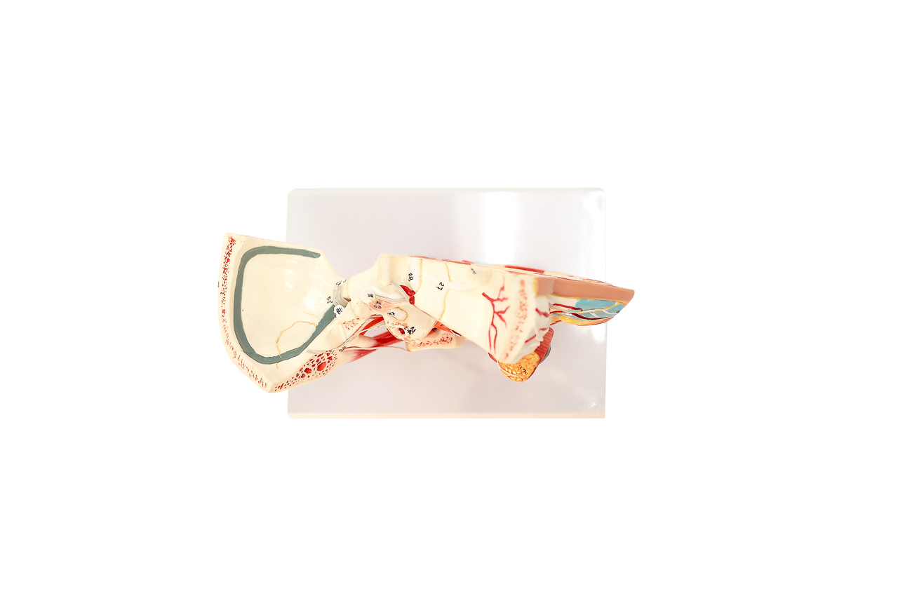 Axis Scientific Sinus and Nasal Cavity Anatomy Model, Median Section, Numbered-