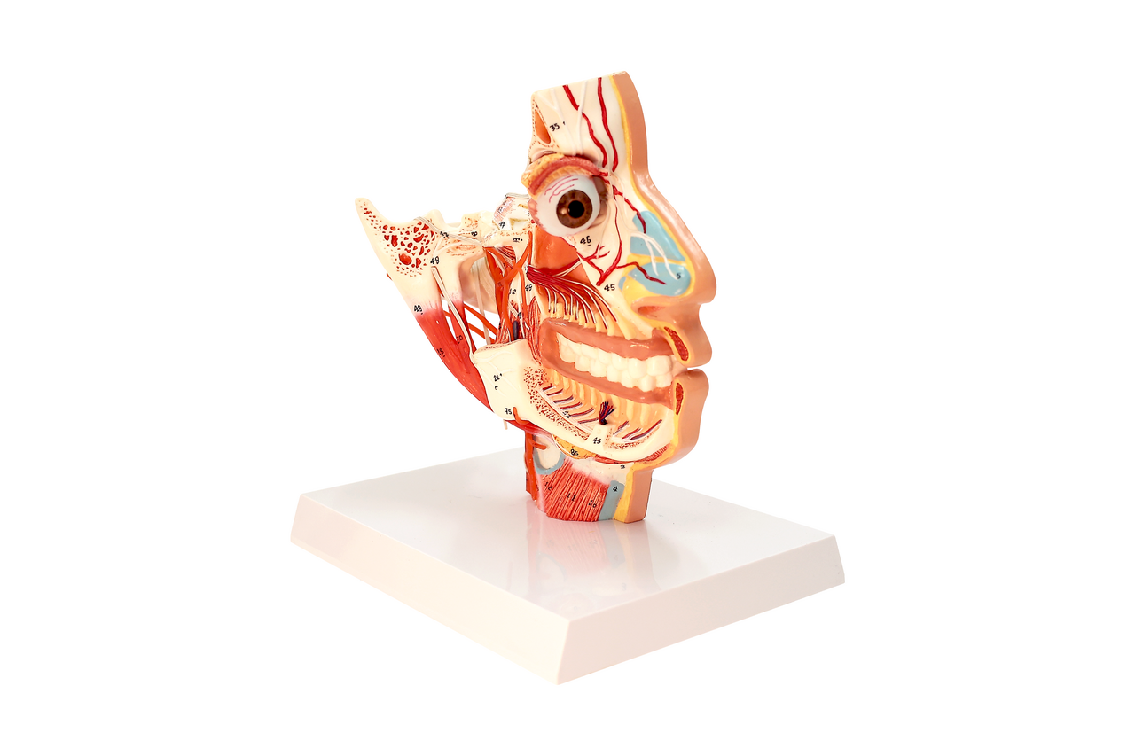 Axis Scientific Sinus and Nasal Cavity Anatomy Model, Median Section, Numbered-