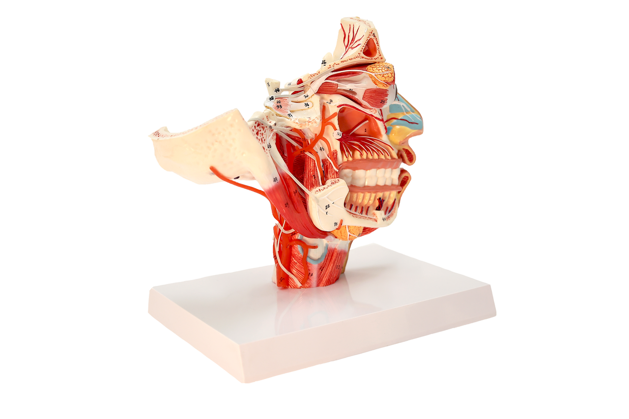 Axis Scientific Sinus and Nasal Cavity Anatomy Model, Median Section, Numbered-