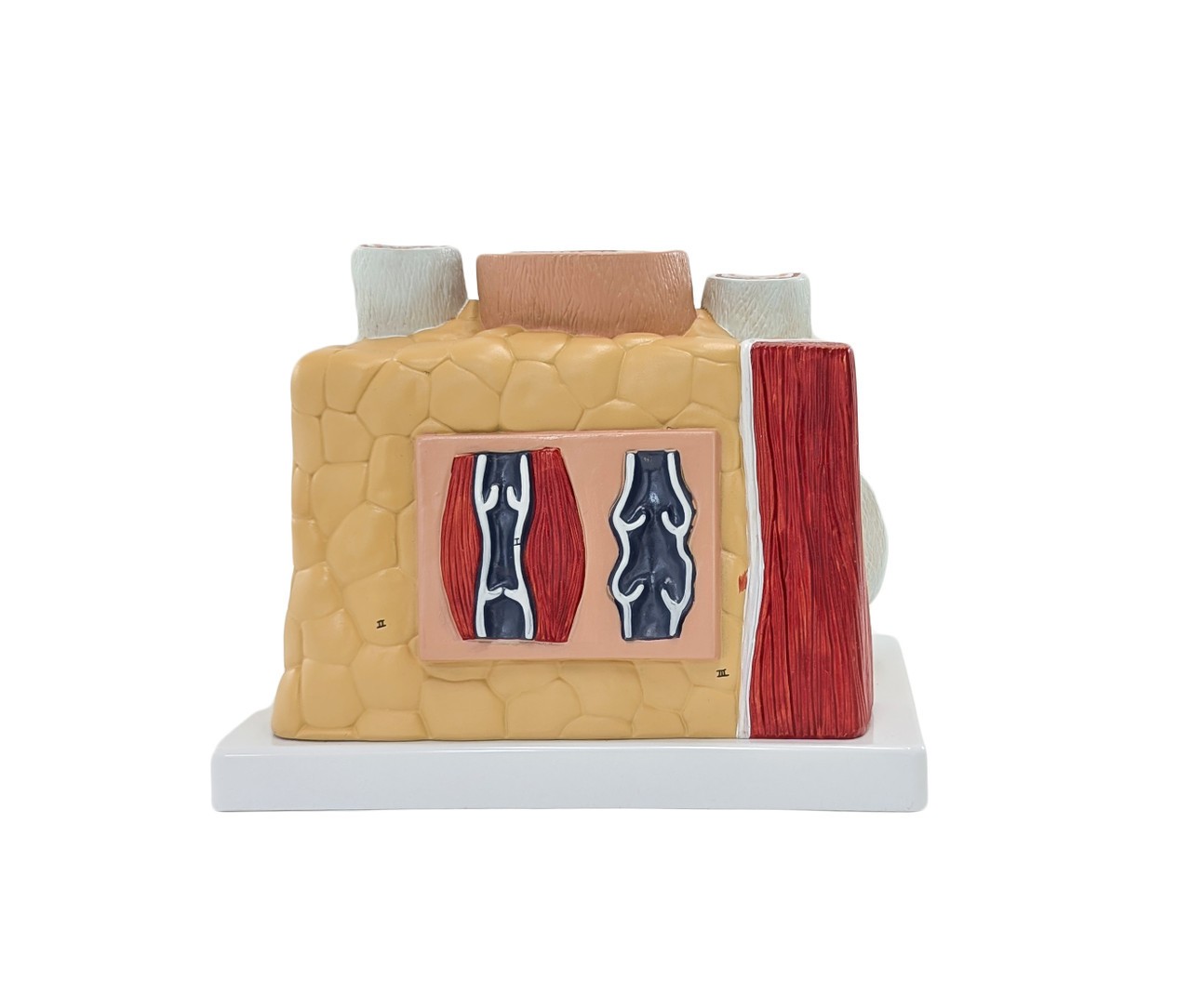 Axis Scientific Enlarged Artery and Vein Anatomy Model