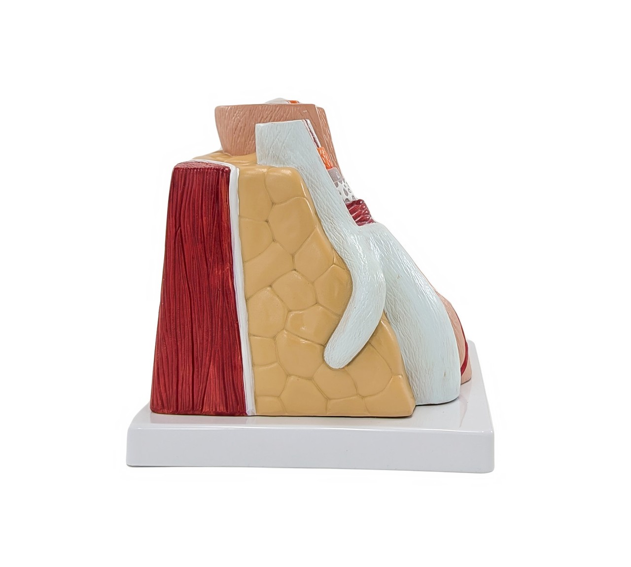 Axis Scientific Enlarged Artery and Vein Anatomy Model