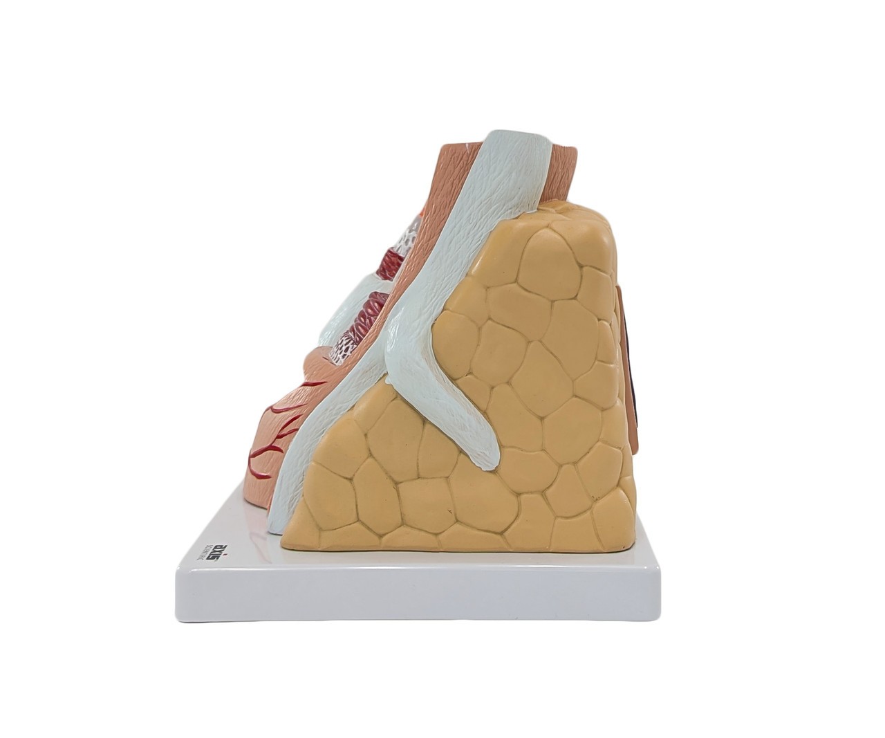 Axis Scientific Enlarged Artery and Vein Anatomy Model