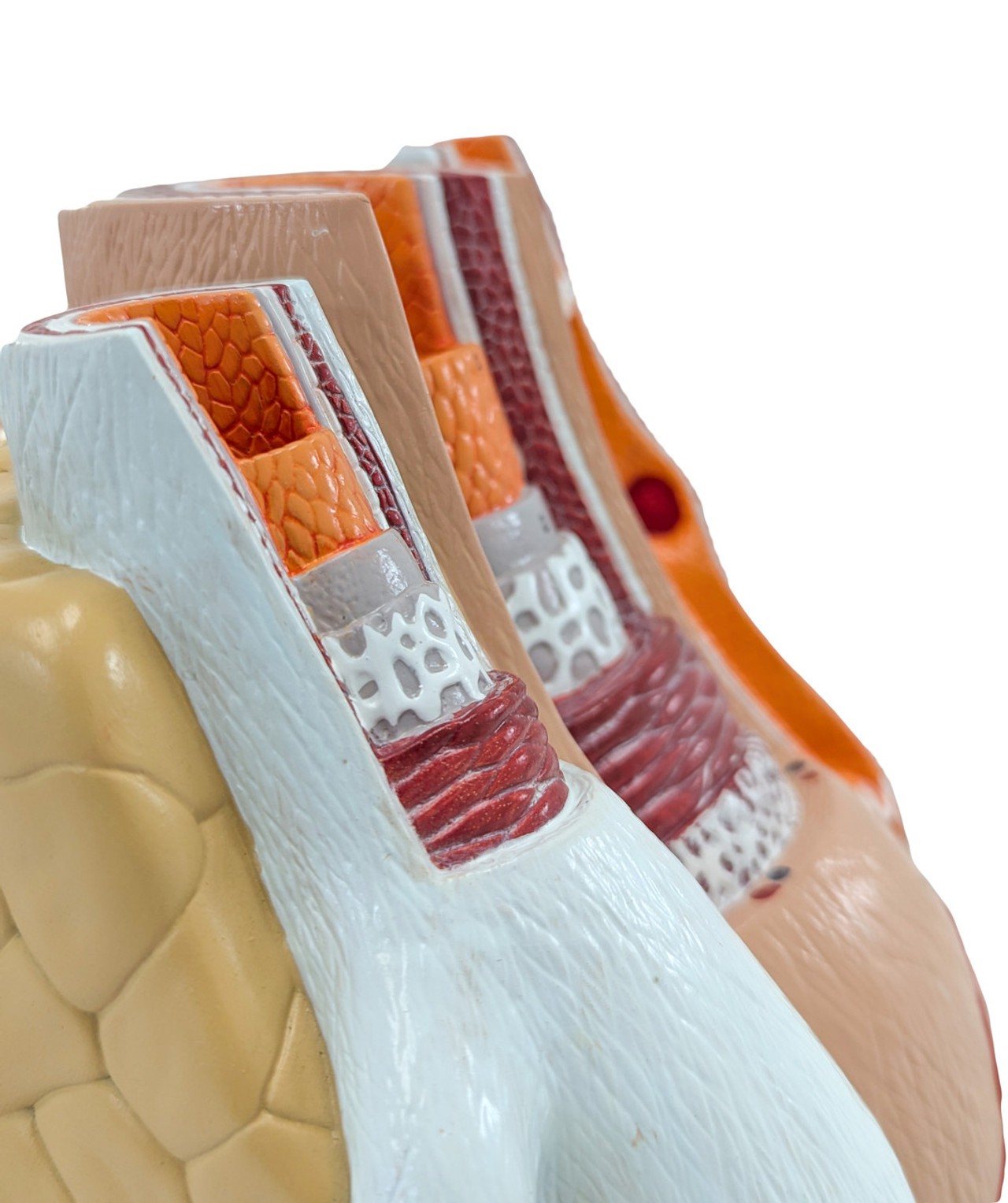 Axis Scientific Enlarged Artery and Vein Anatomy Model