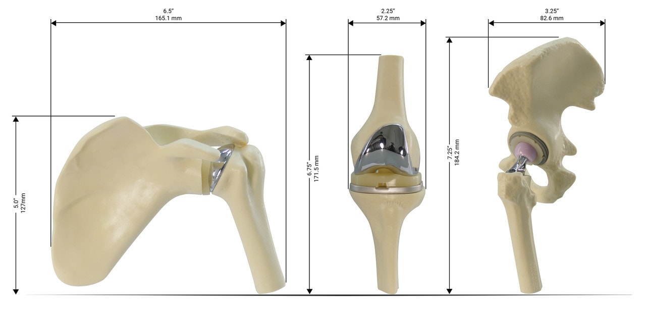 Mini Implant Joint Anatomy Model Set Item Dimensions