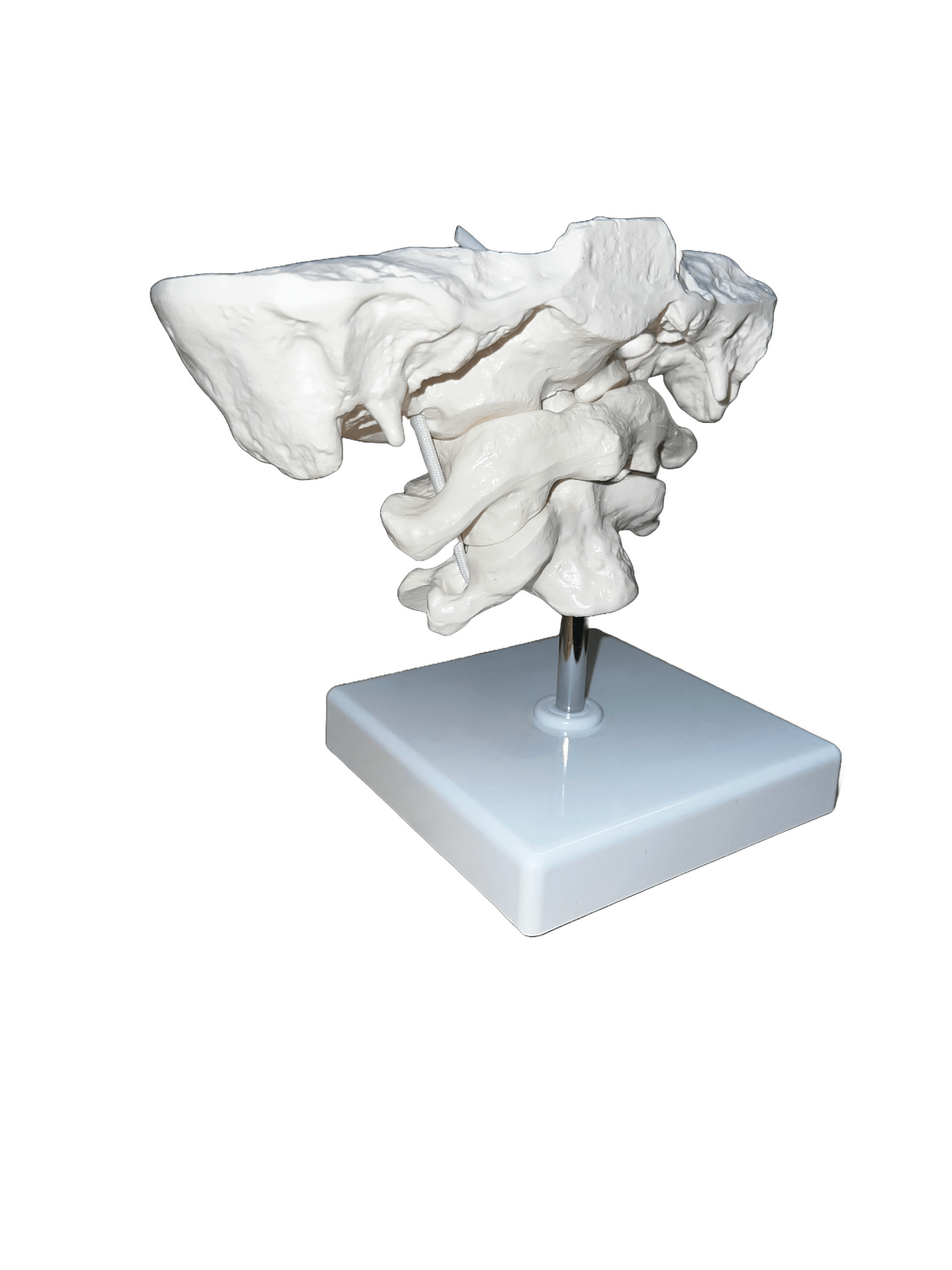 Full view of model with base
