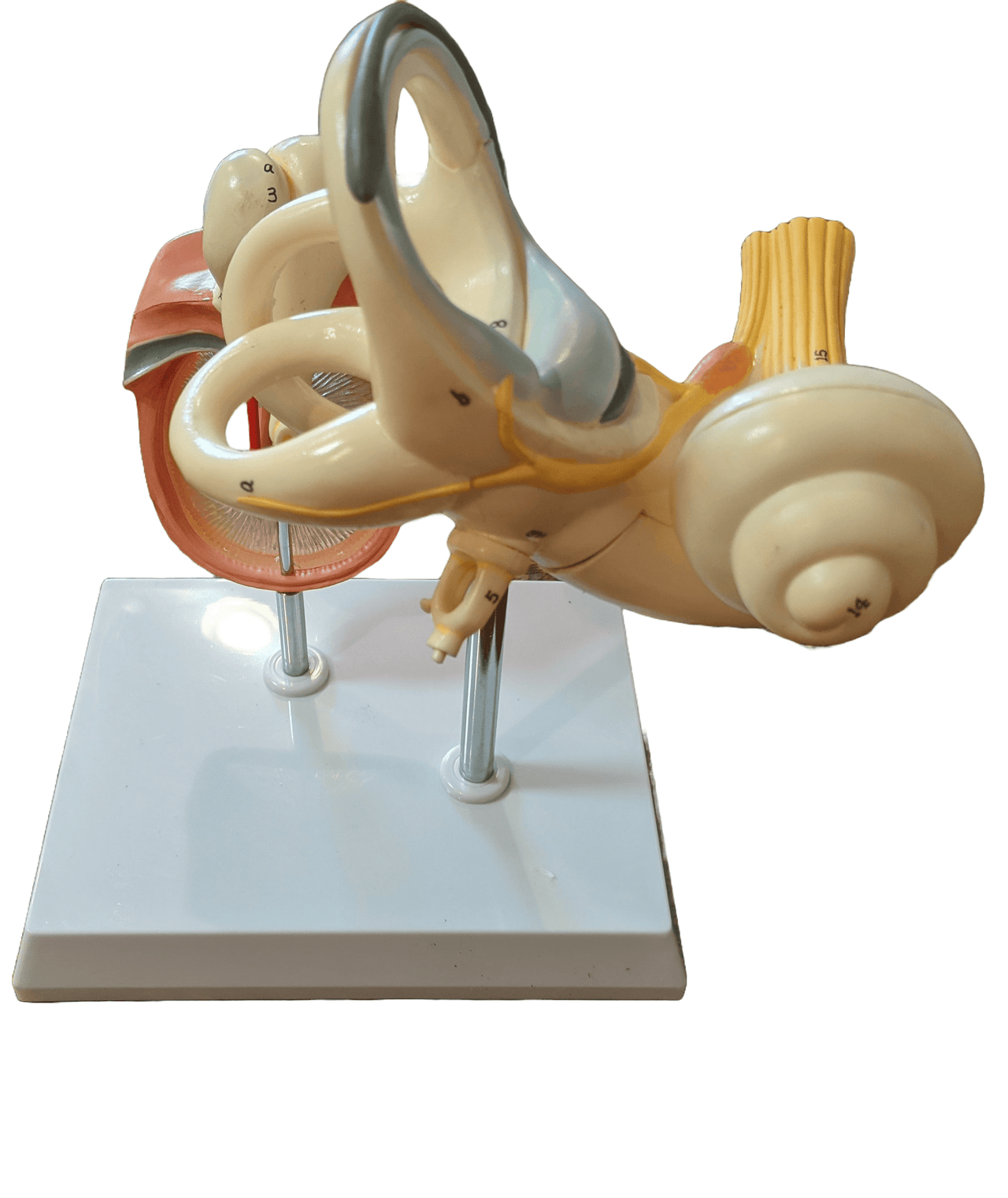 Enlarged Labyrinth Ossicles Tympanic Membrane - Limited Edition, Sold As-Is